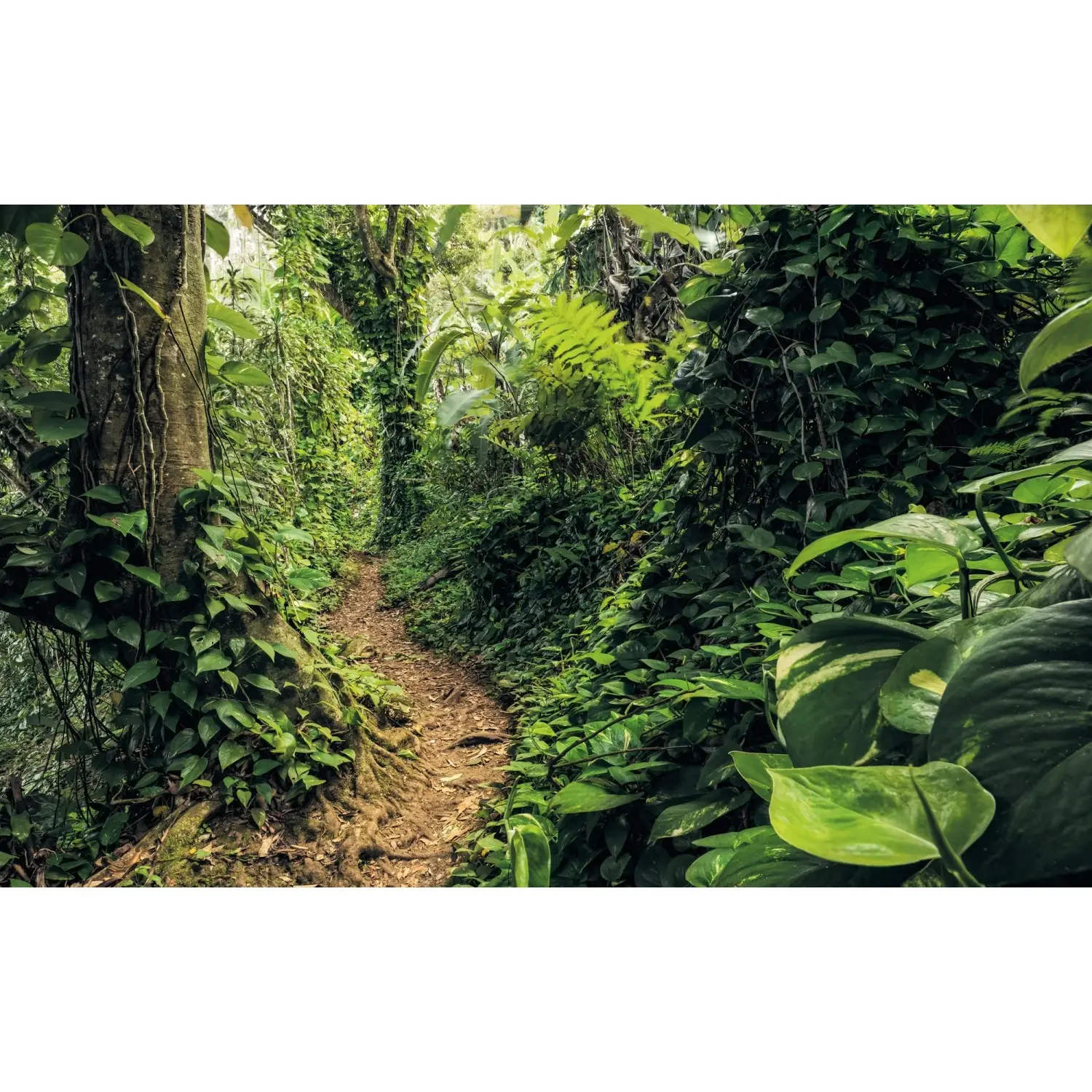 Komar Vliesová fototapeta Path of Dreams 400 x 250 cm