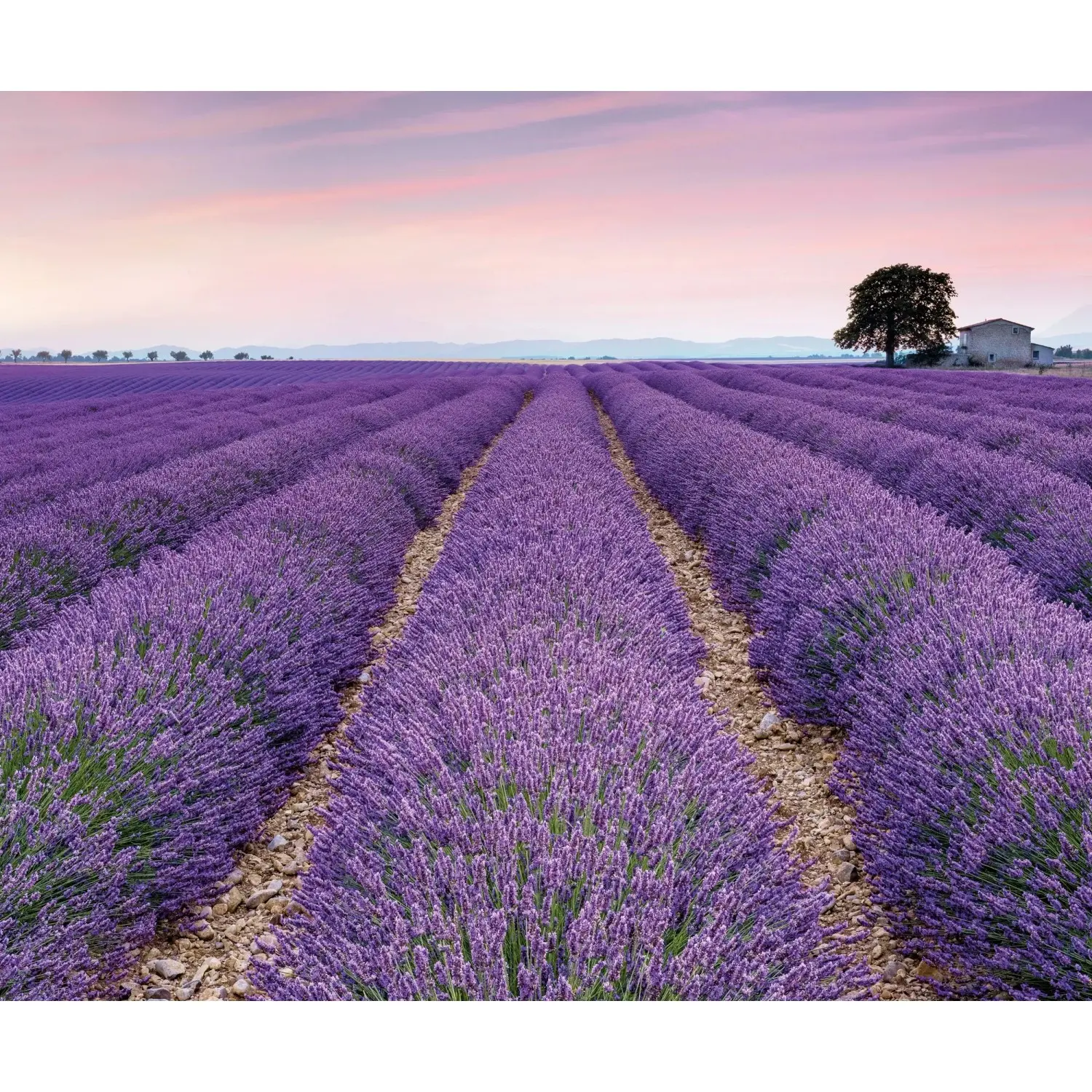 Komar Vliesová fototapeta Provence 300 x 250 cm