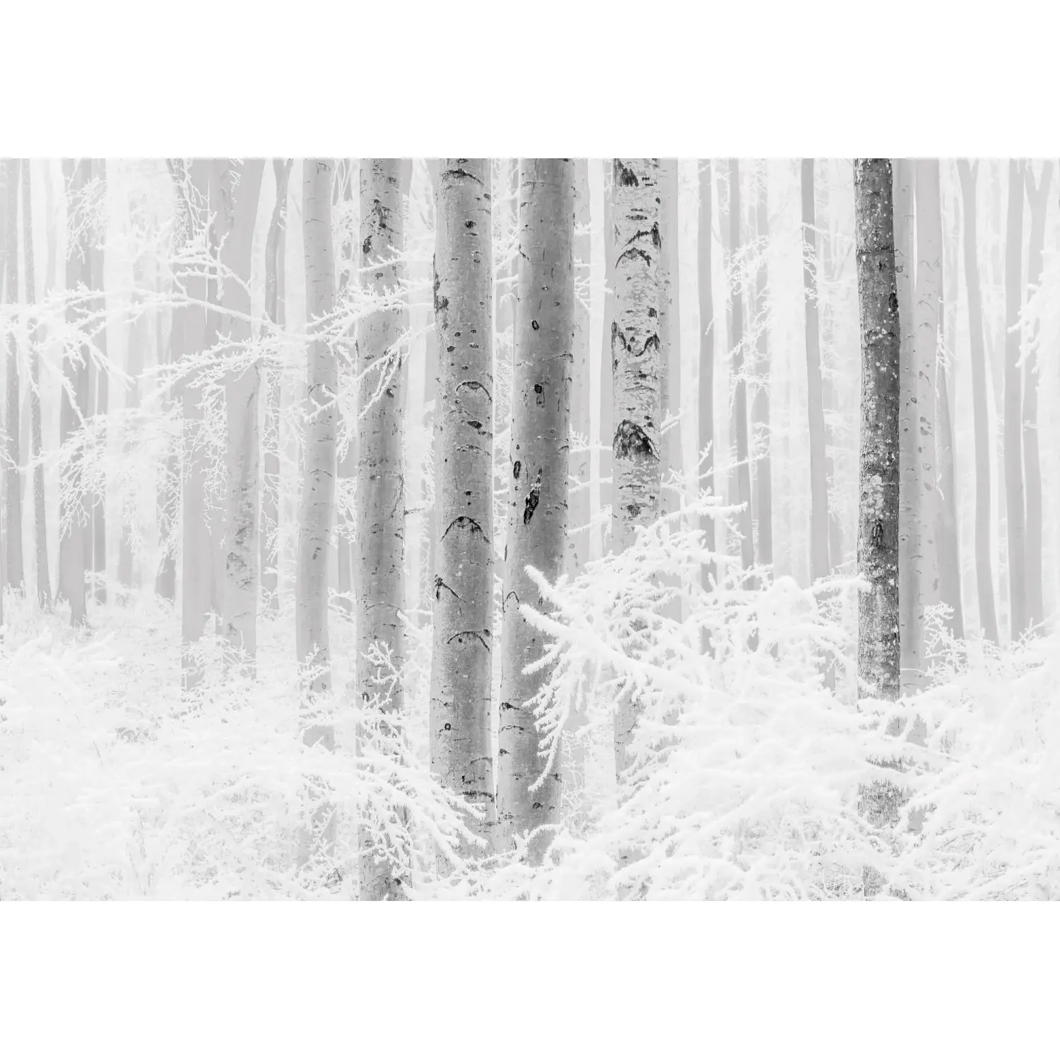 Komar Vliesová fototapeta Winter Wood 400 x 280 cm