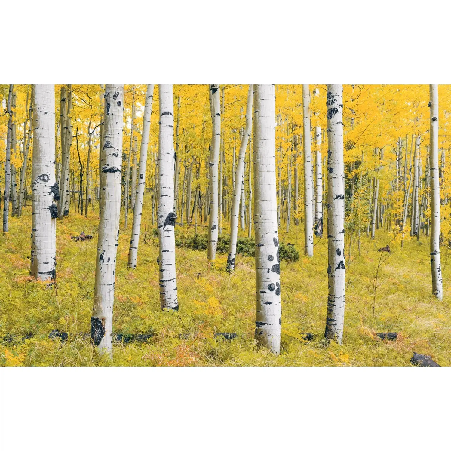 Komar Vliesová fototapeta Orange Forest 400 x 250 cm