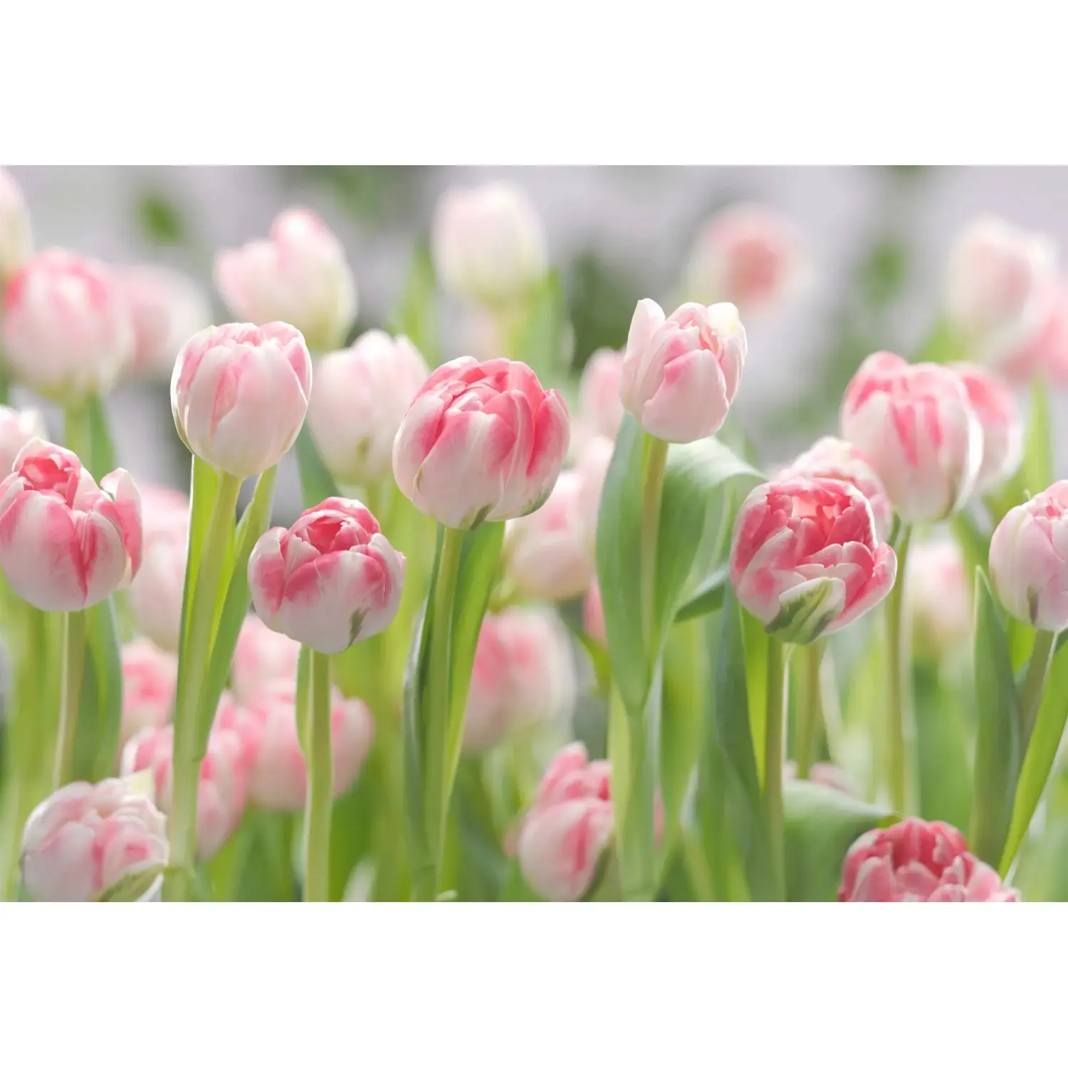 Komar Papírová fototapeta Tulipány 368 x 254 cm