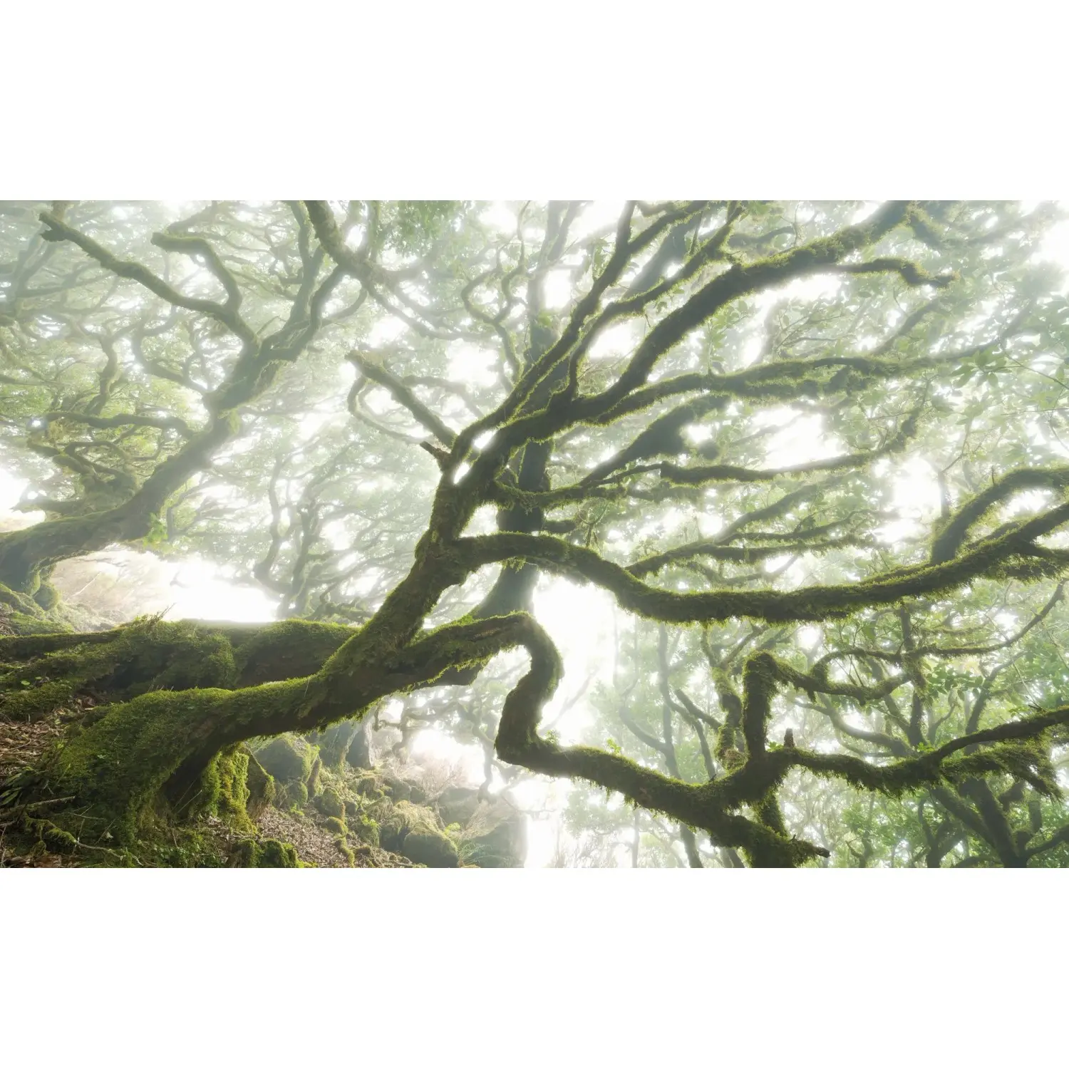 Komar Vliesová fototapeta The Forgotten Forest 400 x 250 cm