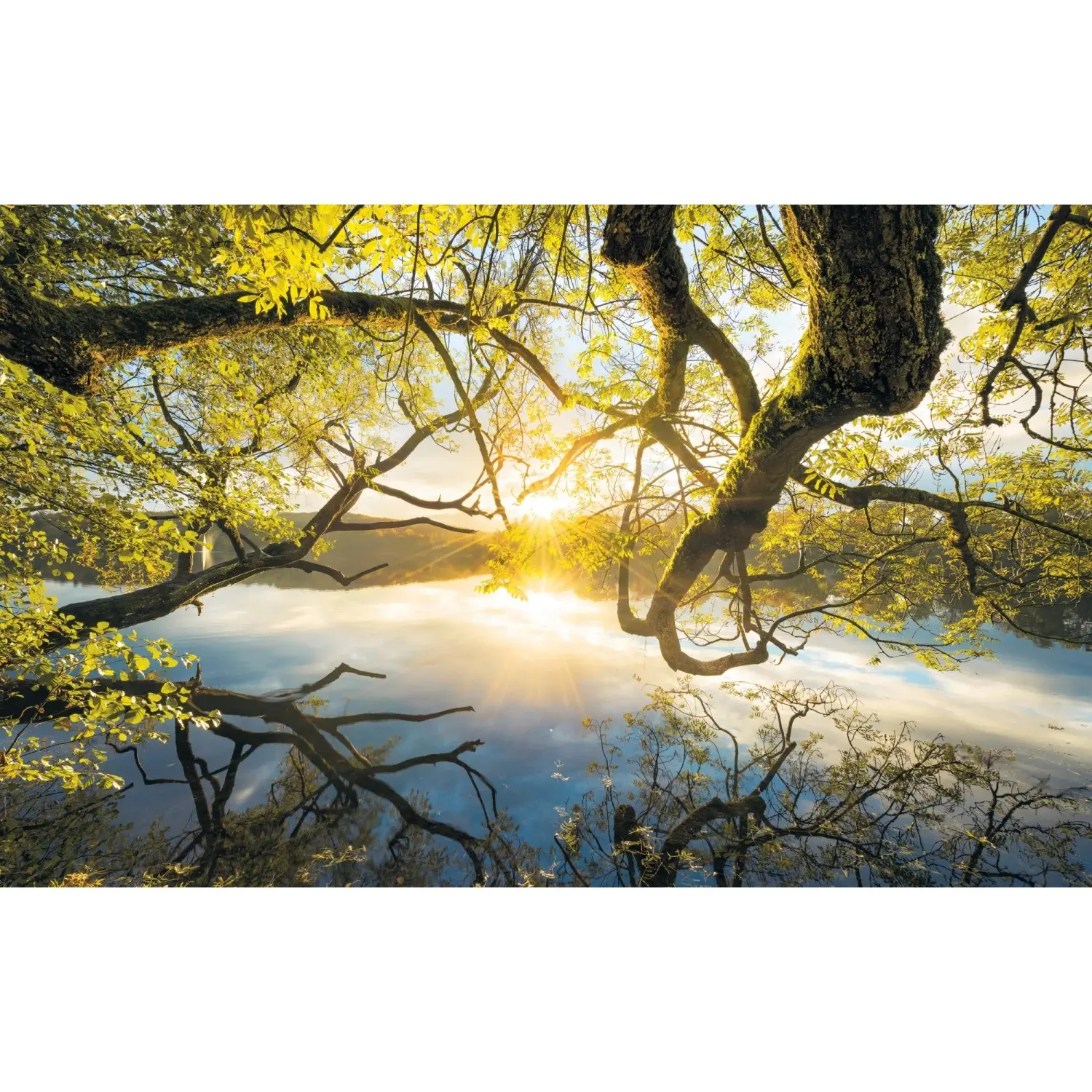 Komar Vliesová fototapeta Golden Embrace 400 x 250 cm