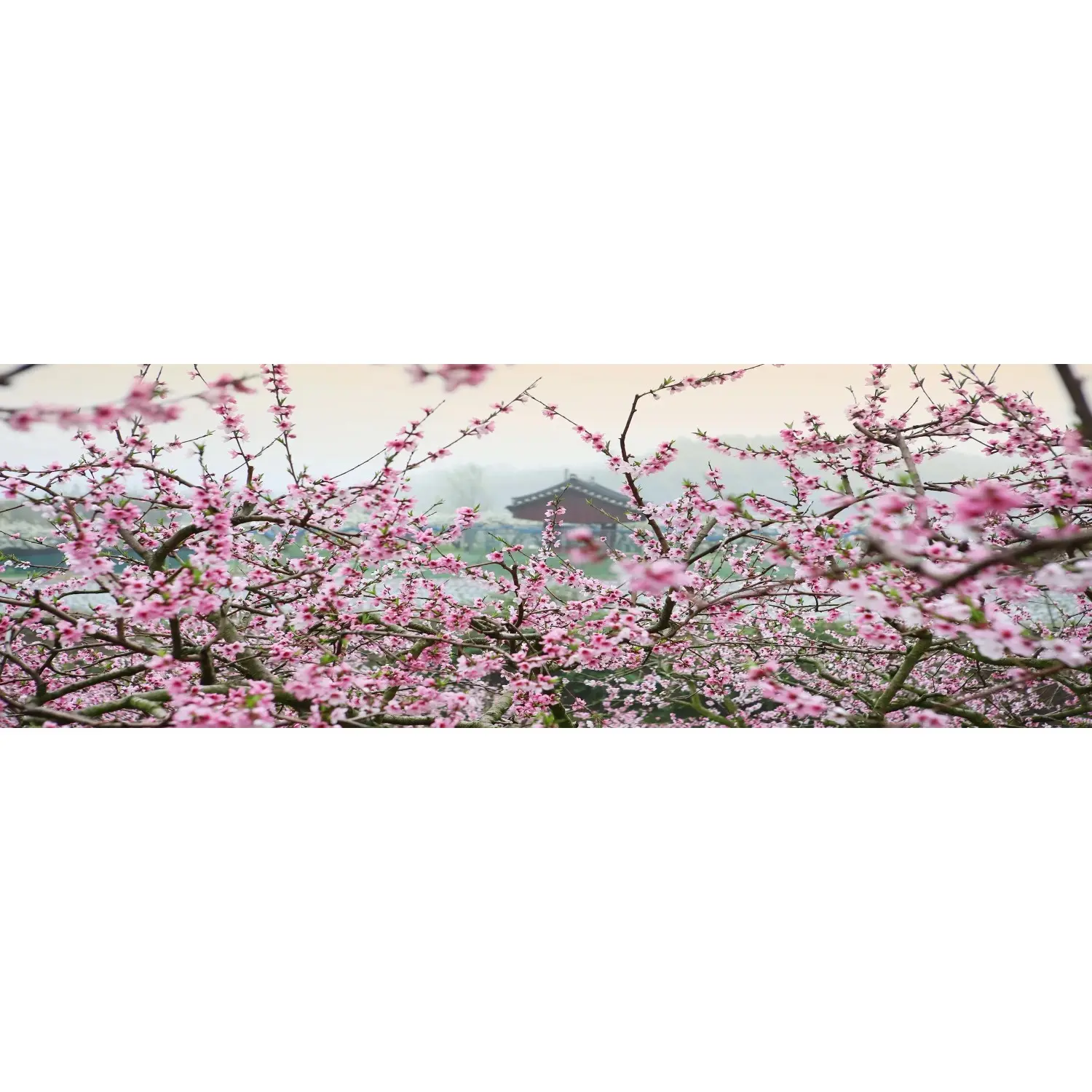 Bondecor Obraz, tištěné plátno Flora 50 x 150 cm
