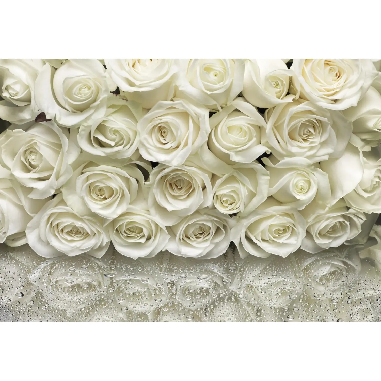 Komar Papírová fototapeta A la Rose 368 x 254 cm