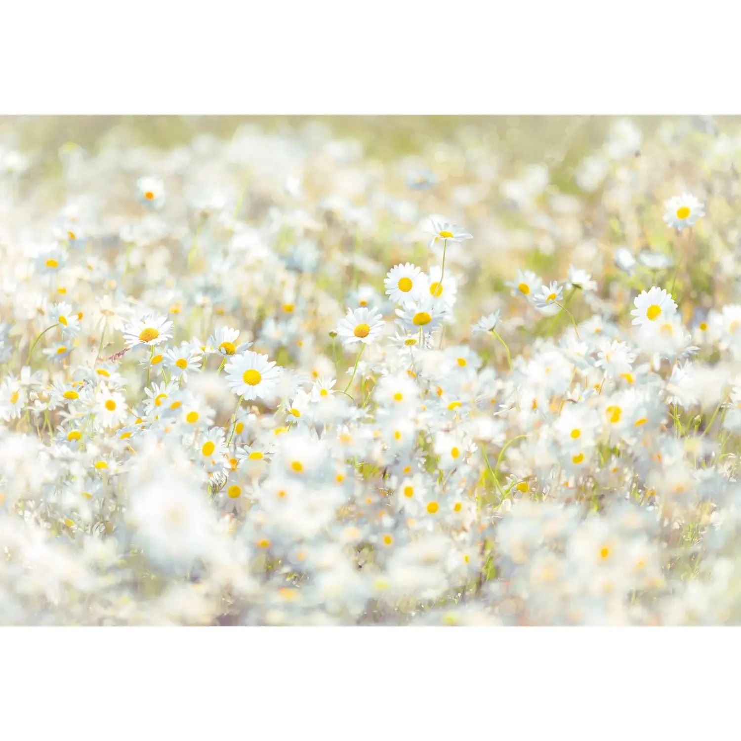 Komar Papírová fototapeta Daisies, 368 x 254 cm