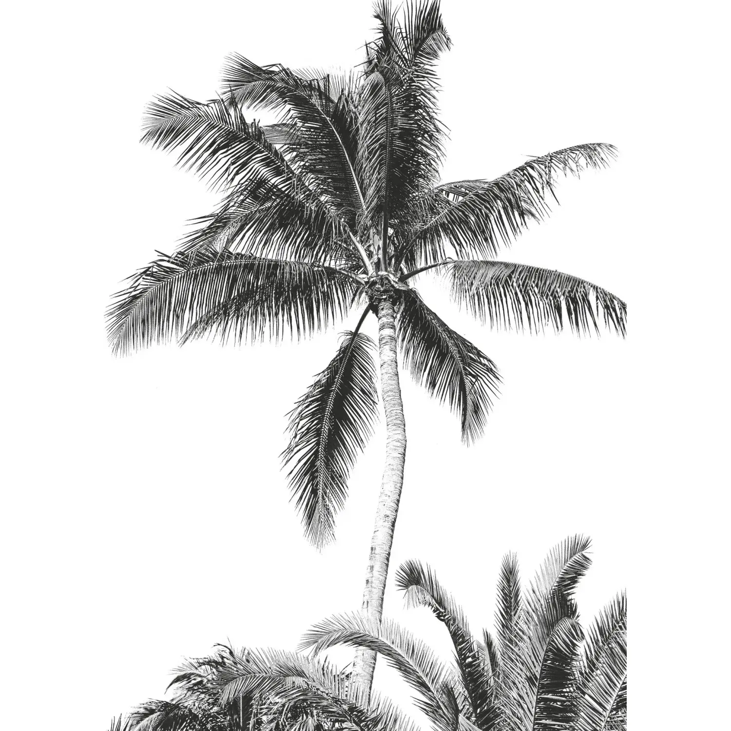 Komar Vliesová fototapeta Retro Palm 200 x 280 cm