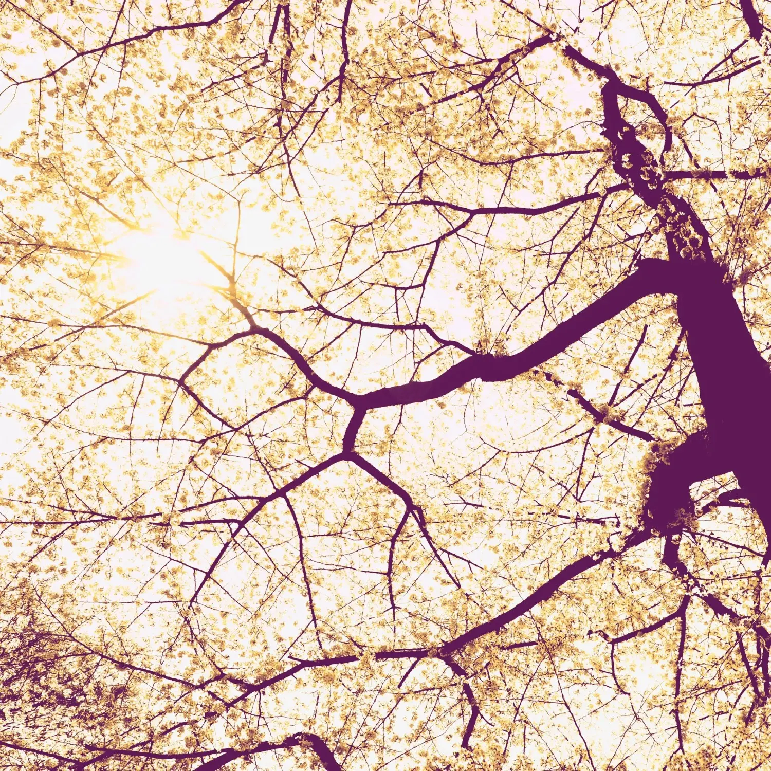 Komar Vliesová fototapeta Sunshine 200 x 250 cm