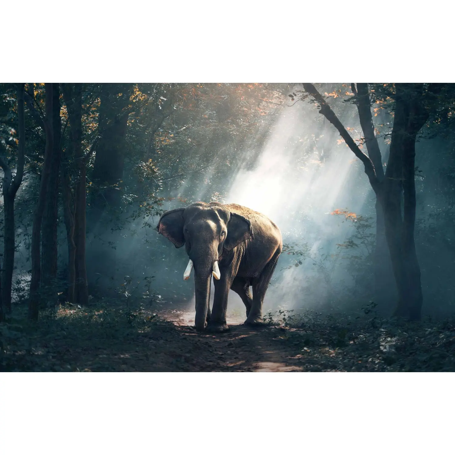 Bondecor Obraz, tištěné plátno Příroda 70 x 110 cm