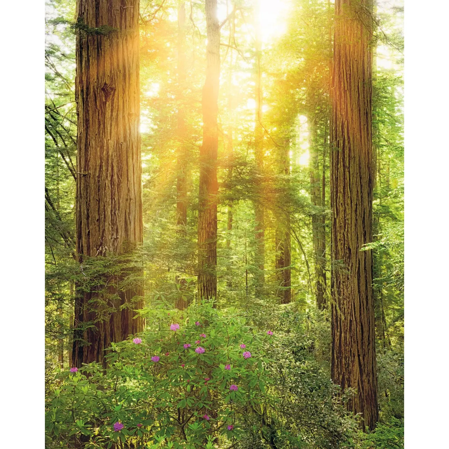 Komar Vliesová fototapeta Redwood 200 x 250 cm