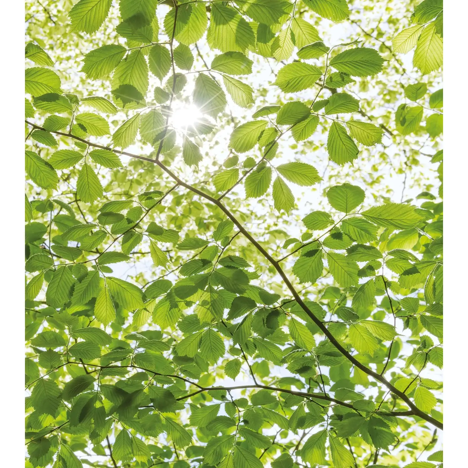 Komar Vliesová fototapeta V jarním lese, 250 x 280 cm