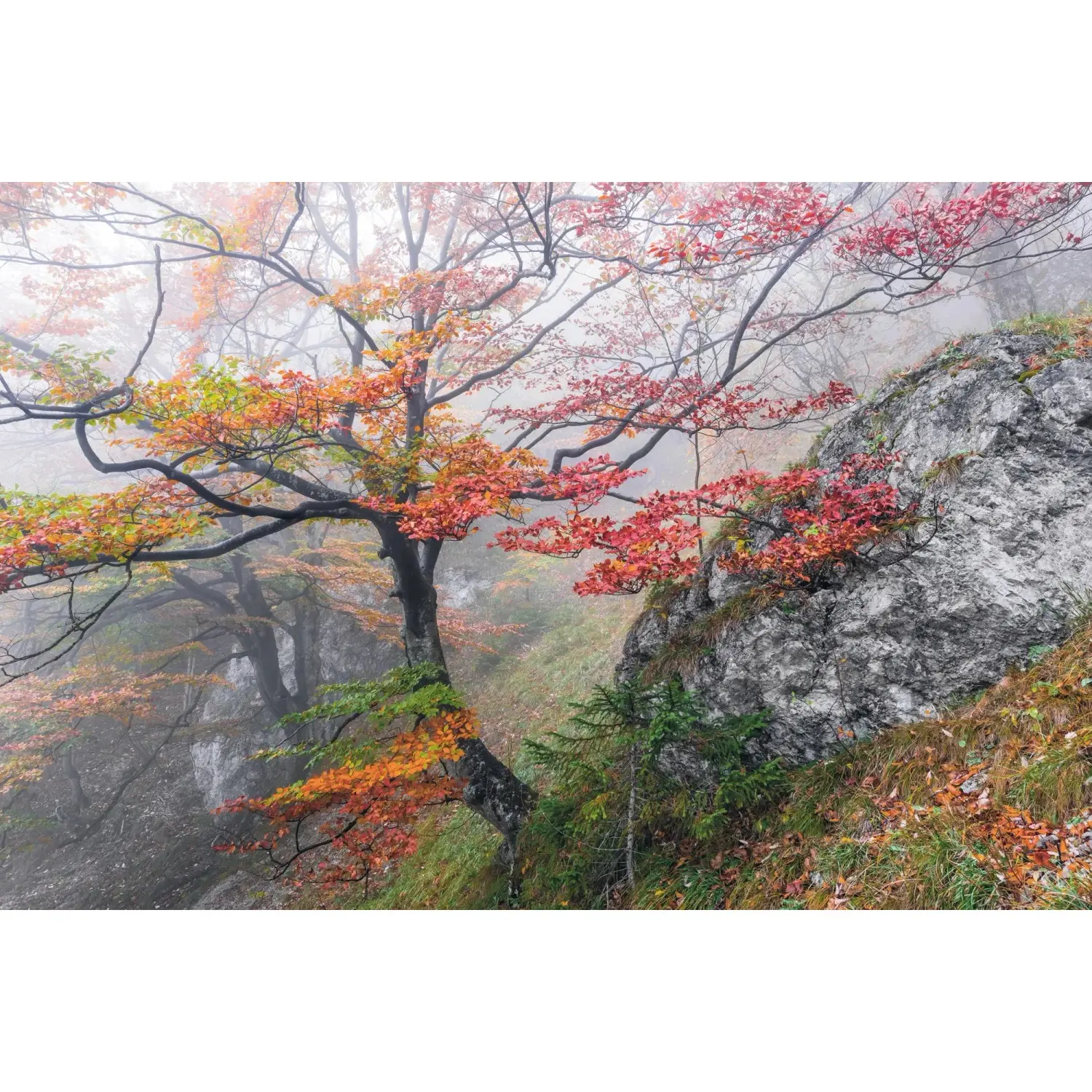 Komar Vliesová fototapeta Euphoria 300 x 200 cm