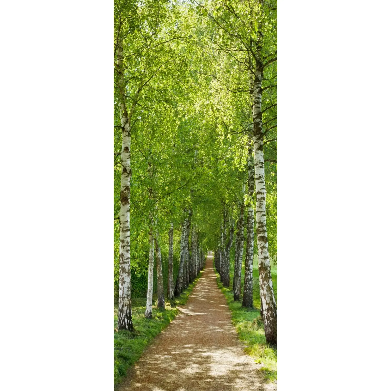 Komar Papírová fototapeta Birch Alley, 92 x 220 cm