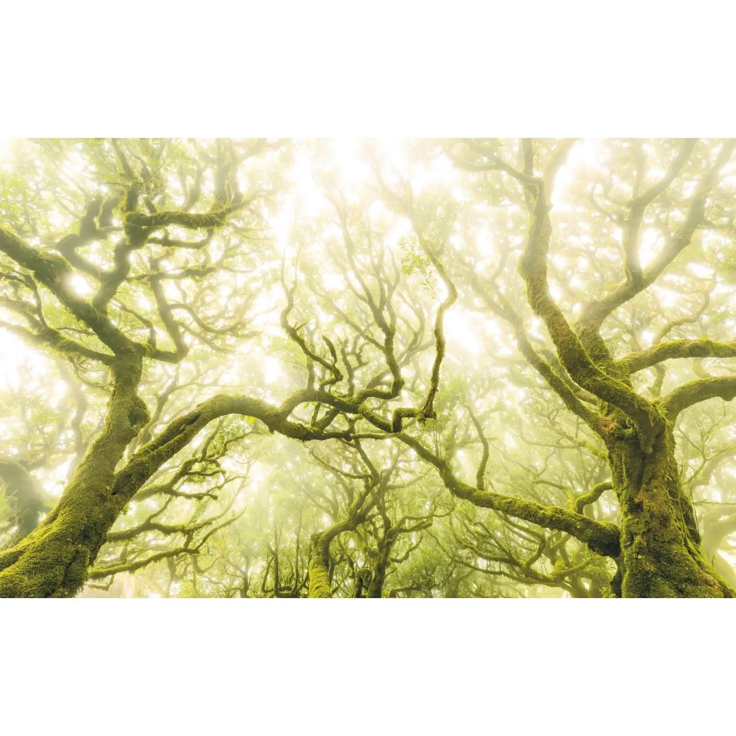 Komar Vliesová fototapeta Green Fire 400 x 250 cm
