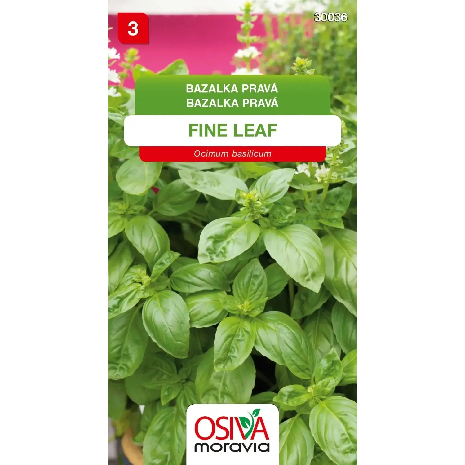 Semínka Bazalka pravá Fine Leaf (Ocimum basilicum)