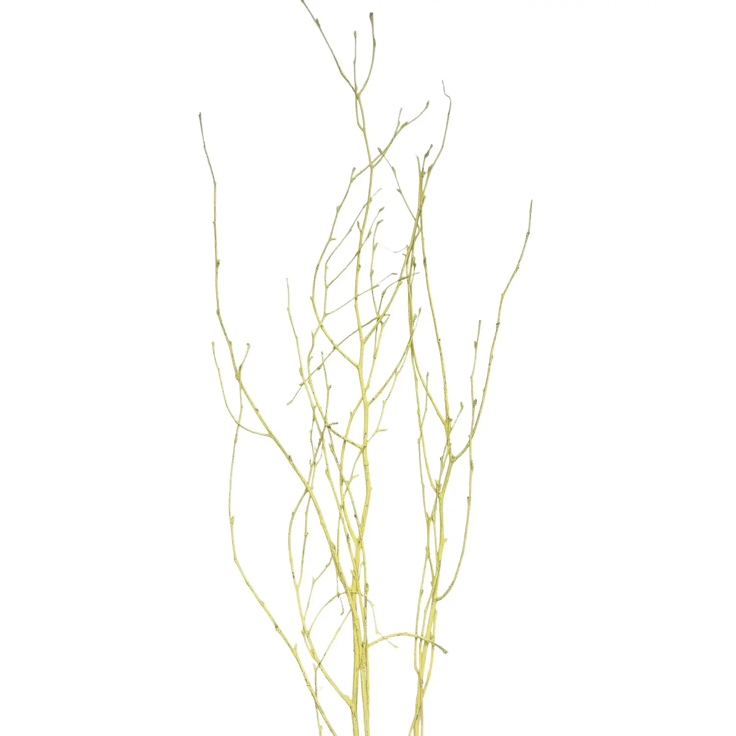 Star Home Decor Březové větvičky svazek Betula pastelově žluté 110cm