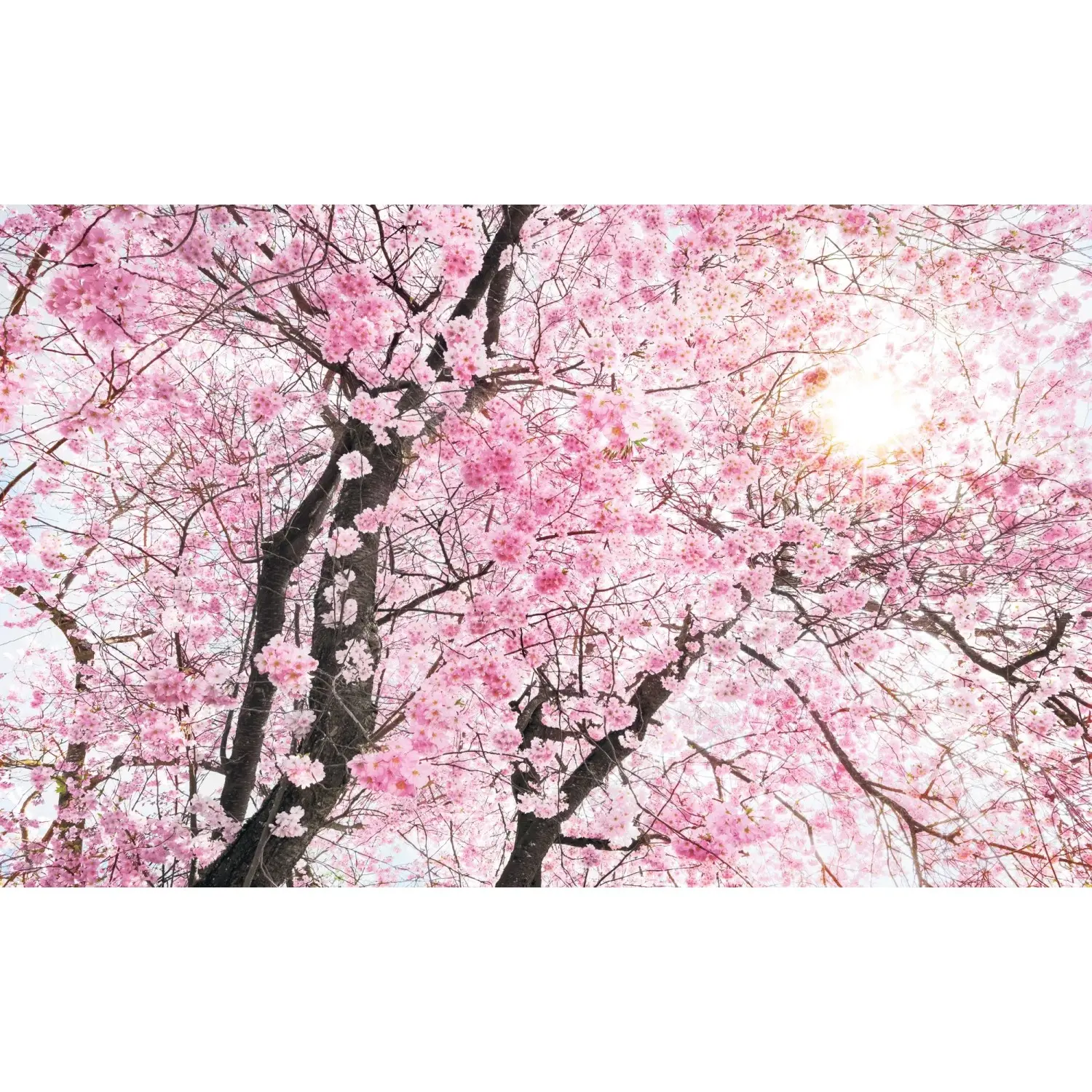 Komar Vliesová fototapeta Bloom 400 x 250 cm