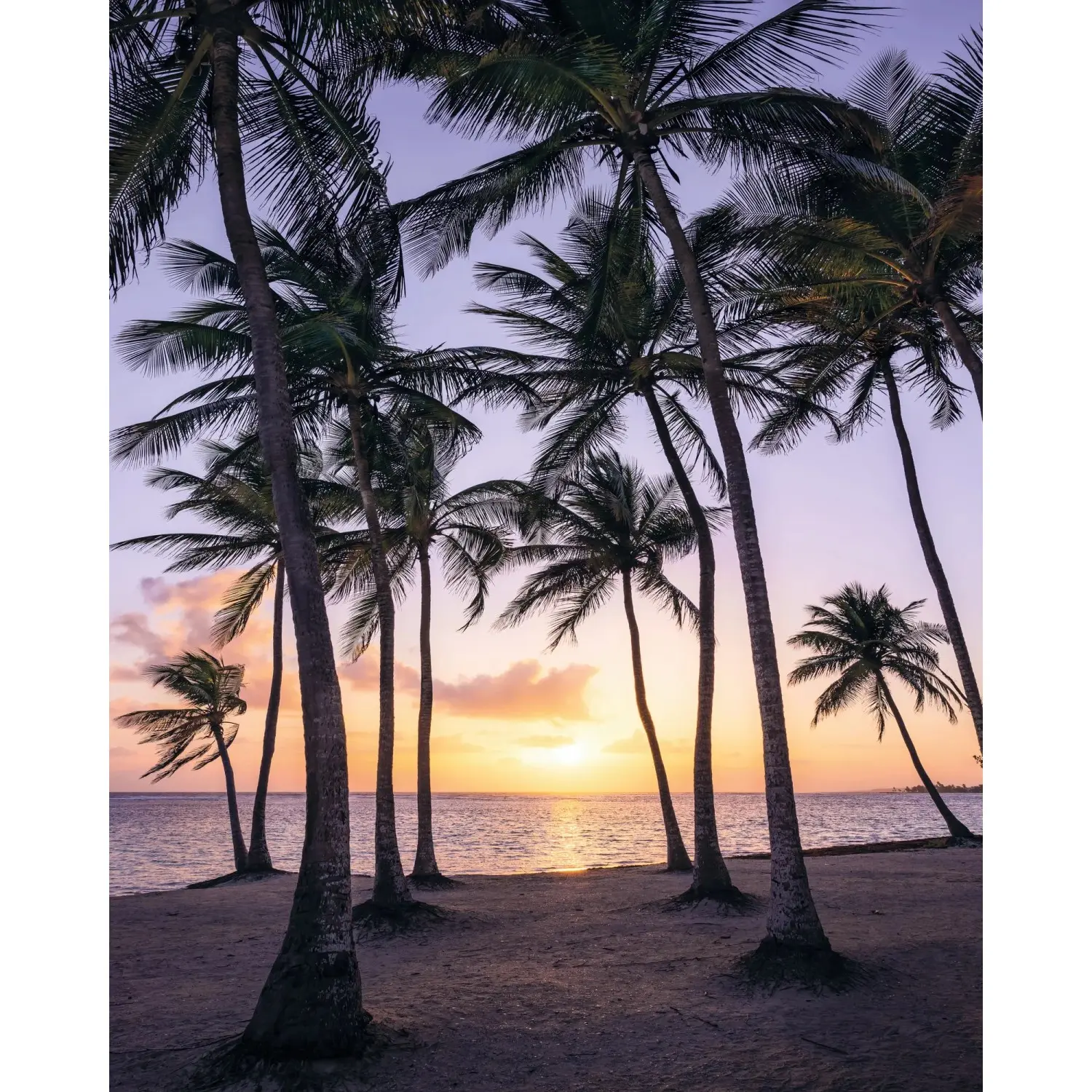 Komar Vliesová fototapeta Palmtrees on Beach 200 x 250 cm