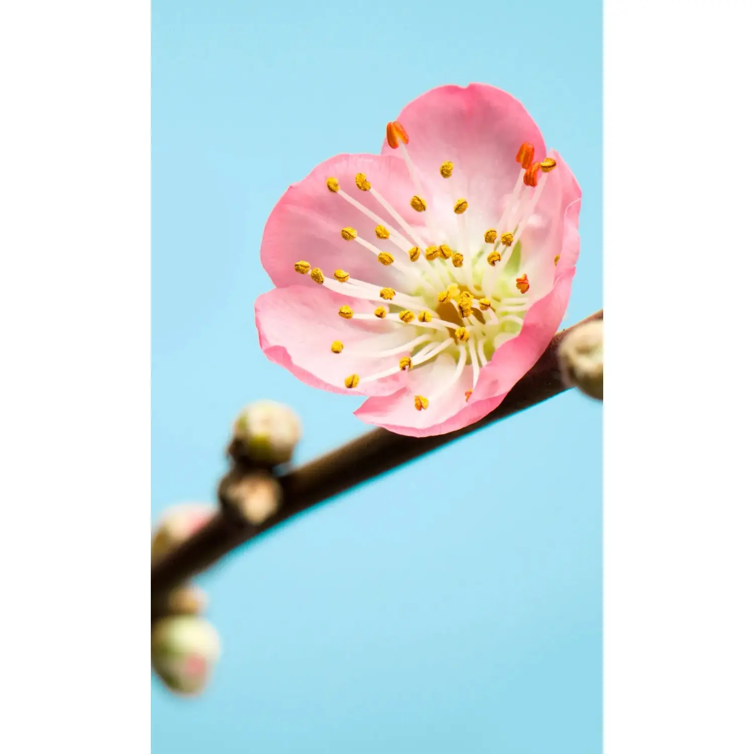 Komar Vliesová fototapeta Peach Blossom 150 x 250 cm