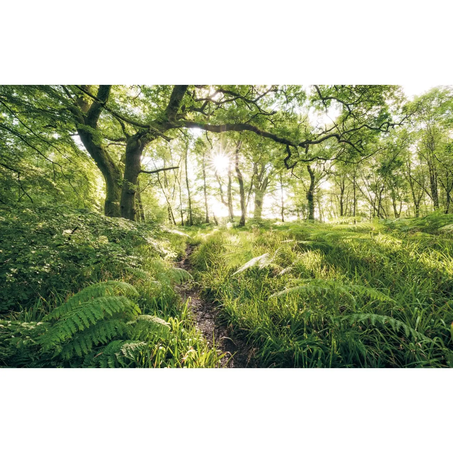 Komar Vliesová fototapeta Mystic Path 400 x 250 cm