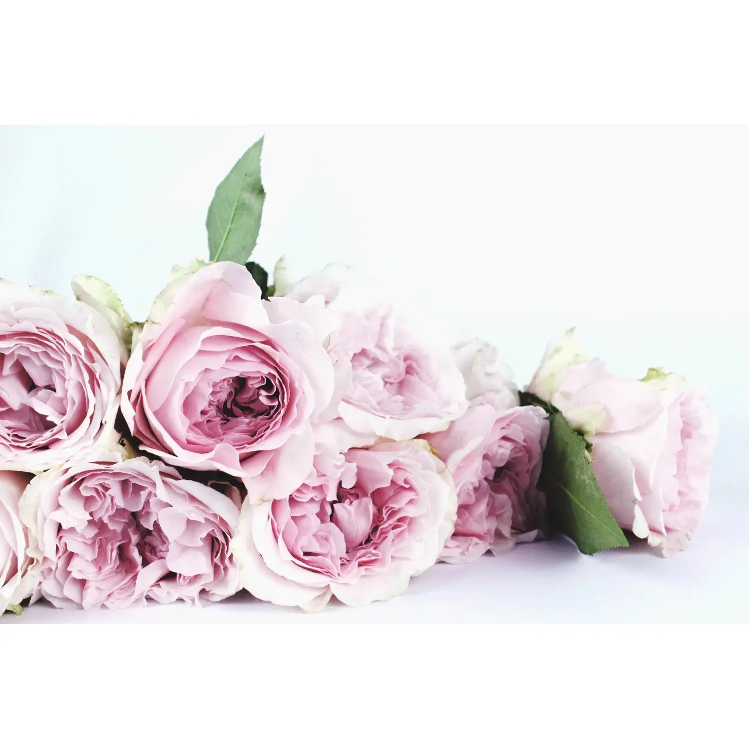 Bondecor Zarámovaný obraz Shadow Flora 60 x 100 cm
