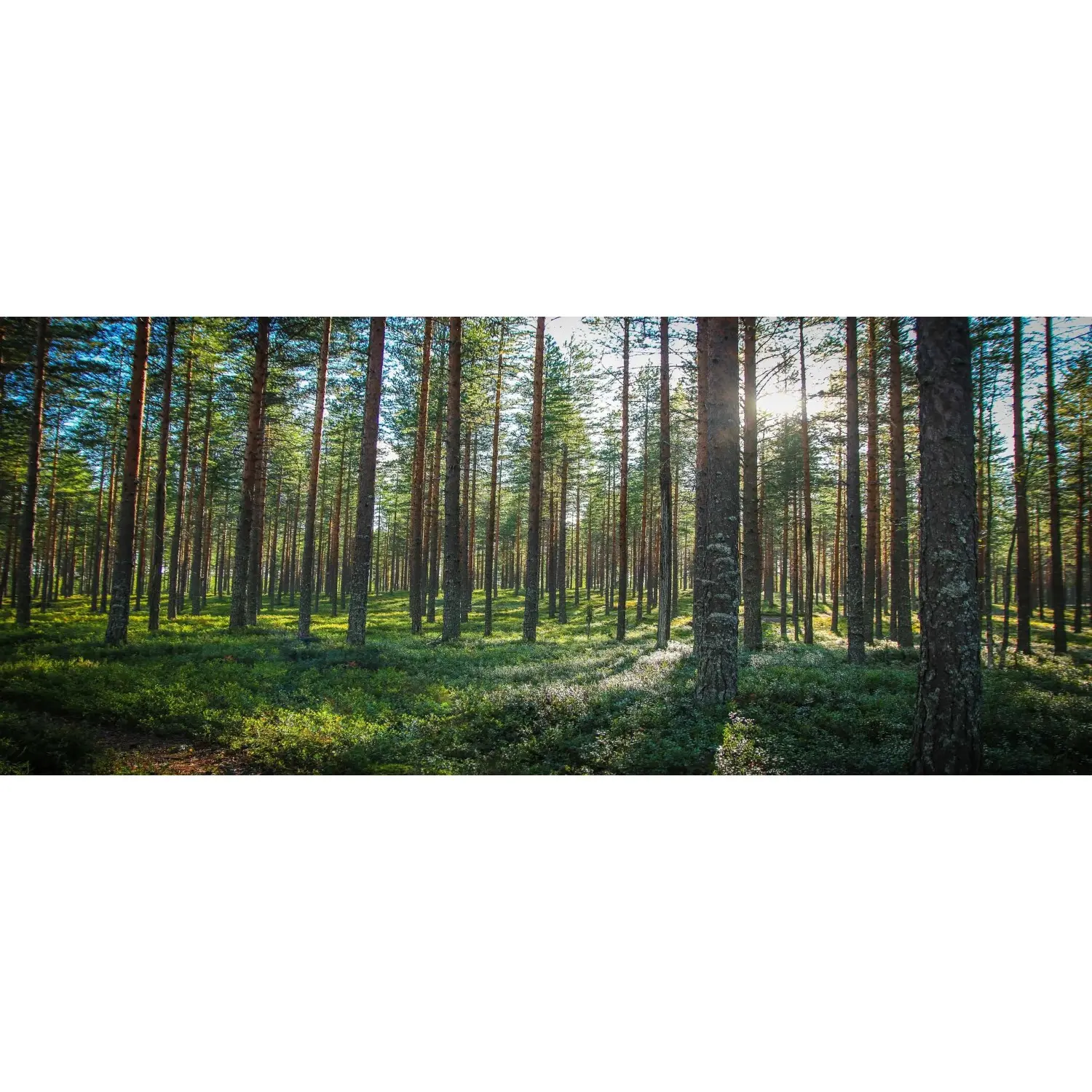 Bondecor Obraz, tištěné plátno Style 50 x 120 cm