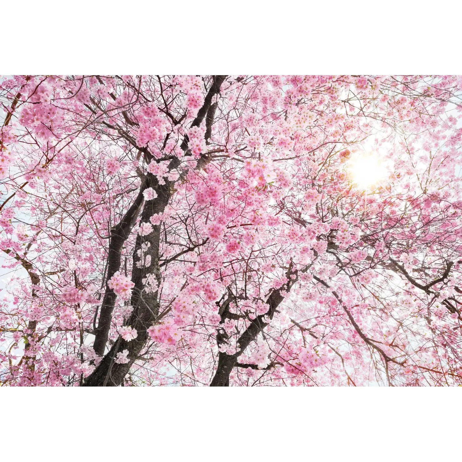 Komar Vliesová fototapeta Bloom 400 x 260 cm