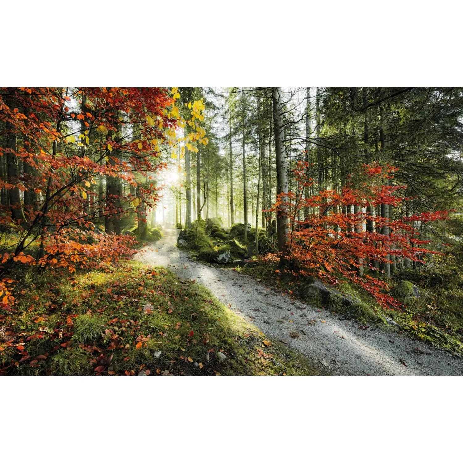 Komar Vliesová fototapeta Feuerzungen 450 x 280 cm