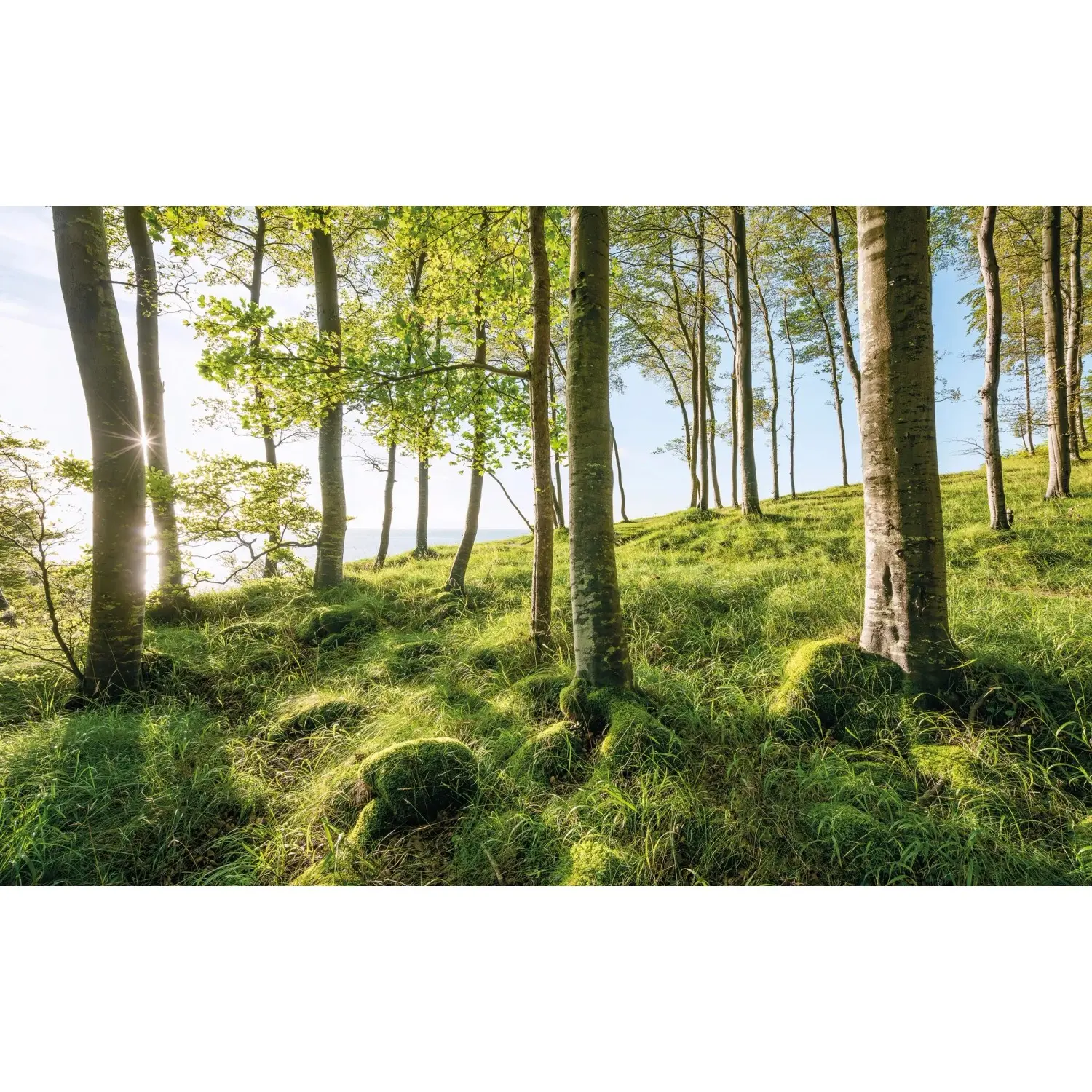 Komar Vliesová fototapeta Zauberhaftes Buchenspektakel 450 x 280 cm