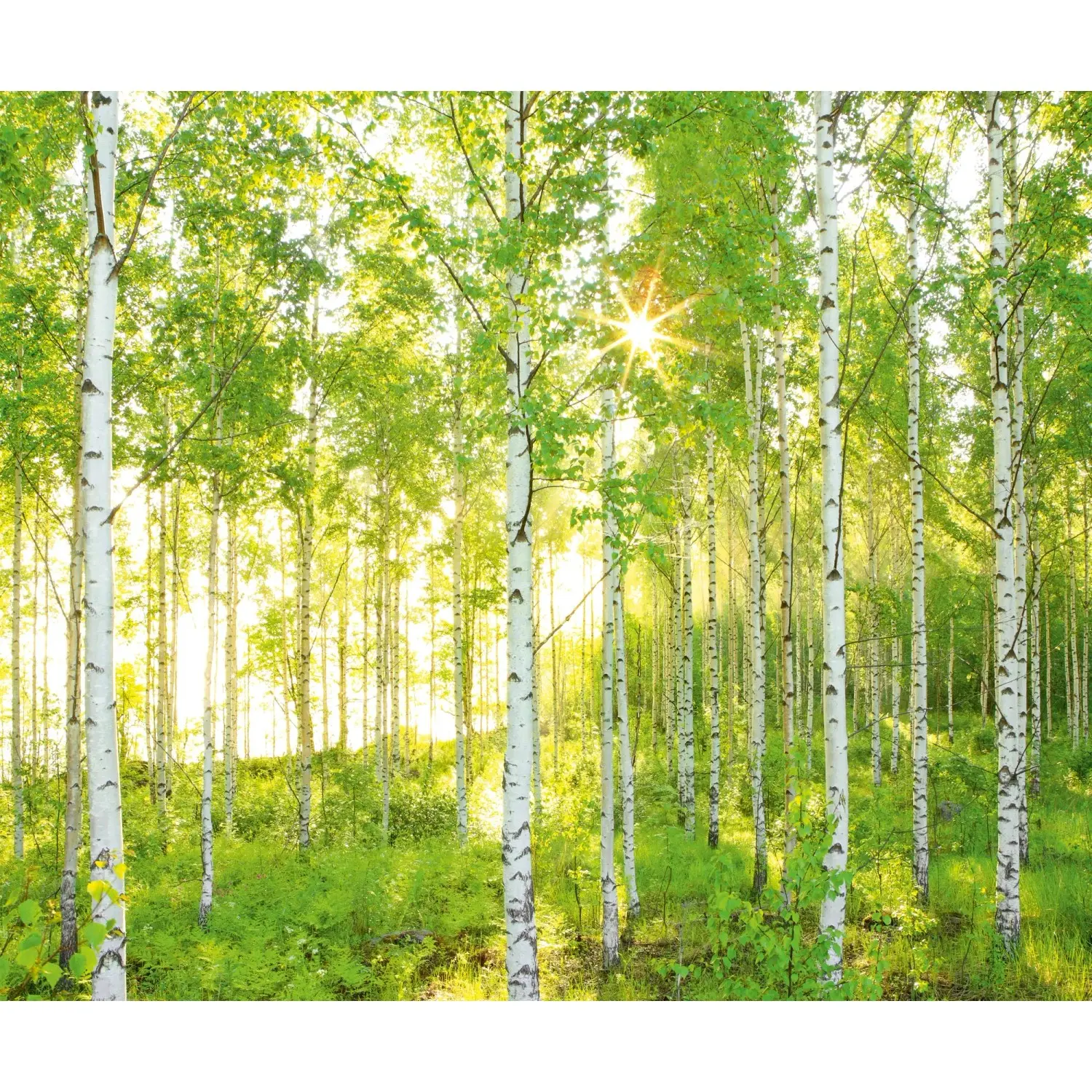 Komar Vliesová fototapeta Sunday 300 x 250 cm