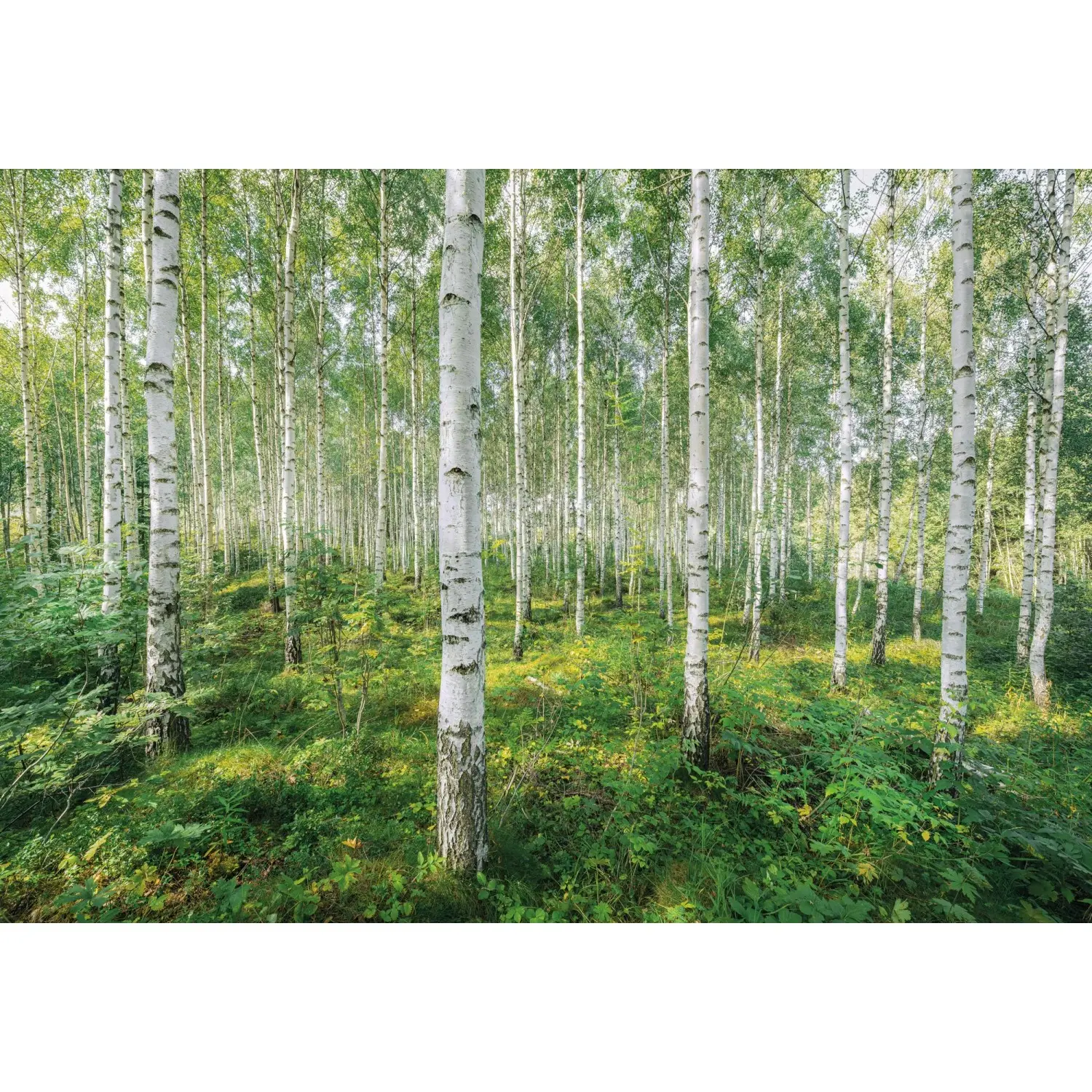 Komar Papírová fototapeta Sunny Day 368 x 254 cm