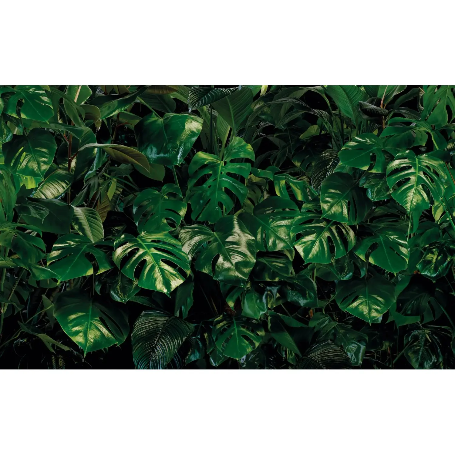Komar Vliesová fototapeta Tropical Wall 400 x 250 cm