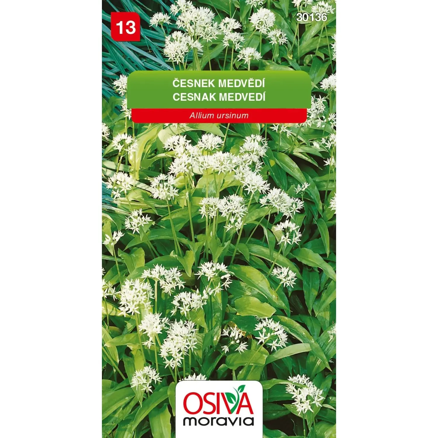 30136 Česnek medvědí 0,5g / 3505