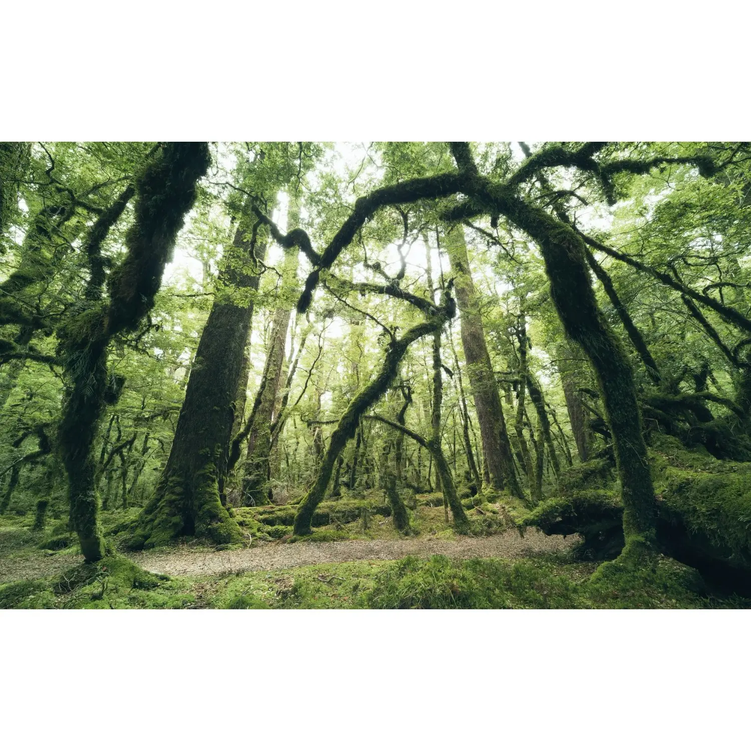 Komar Vliesová fototapeta Prastarý zelený les, 450 x 280 cm