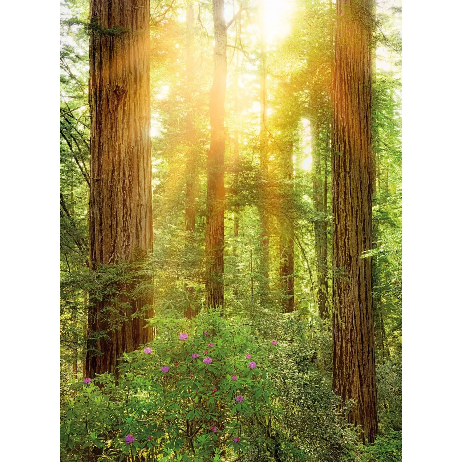Komar Vliesová fototapeta Redwood 200 x 260 cm