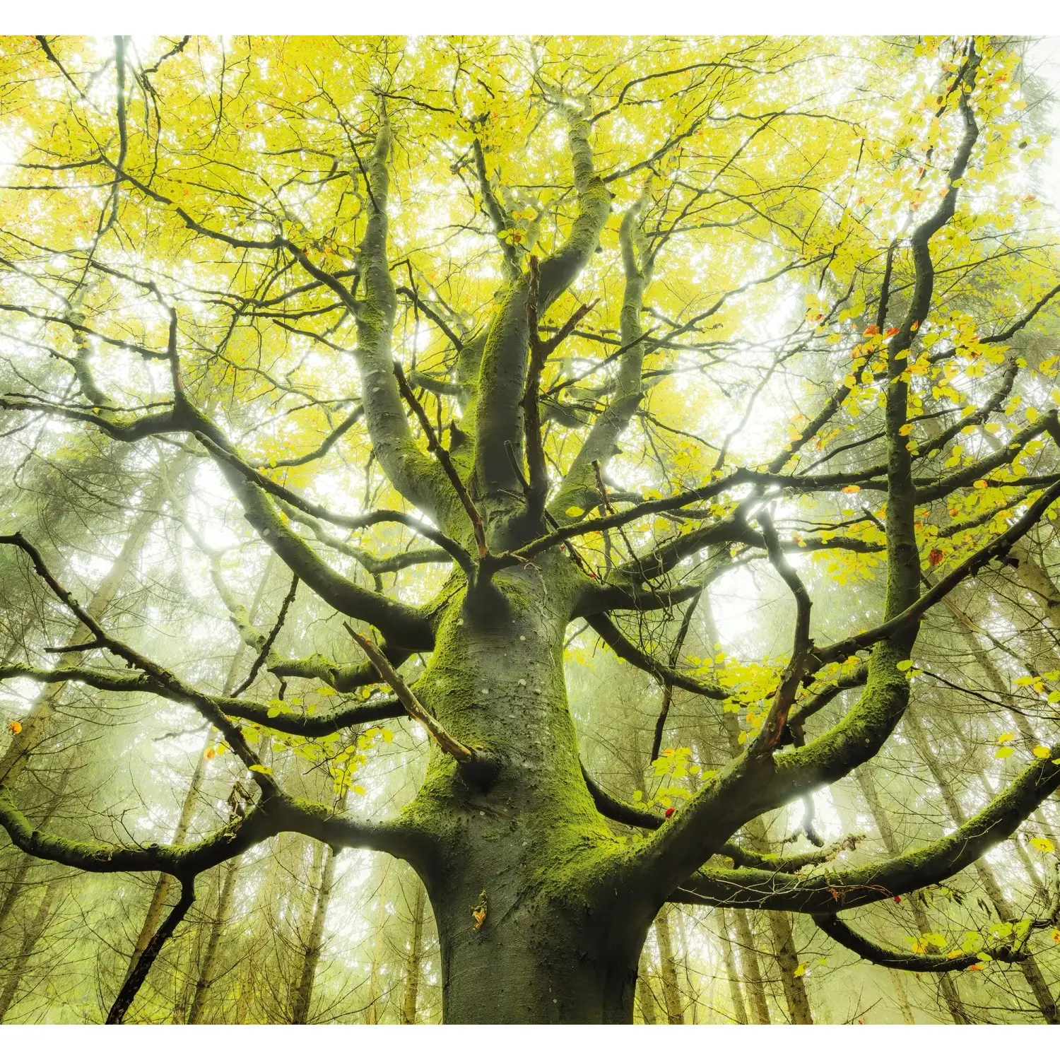 Komar Vliesová fototapeta Der Traumbaum 300 x 280 cm