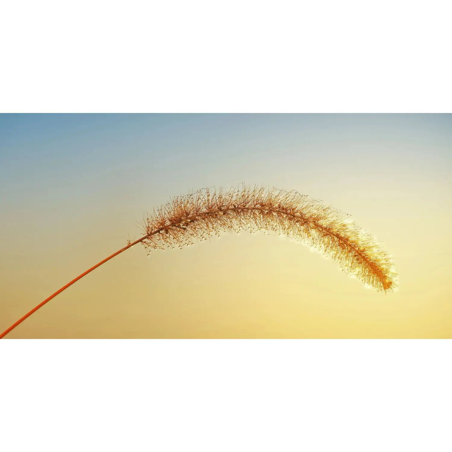 Bondecor Obraz, tištěné plátno Sun 50 x 100 cm