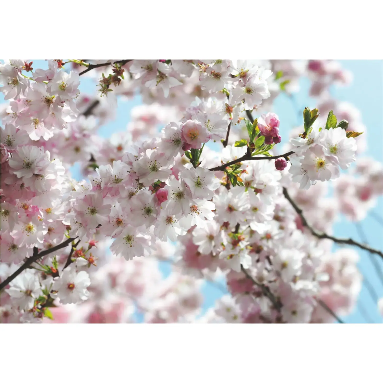 Komar Papírová fototapeta Spring, 368 x 254 cm