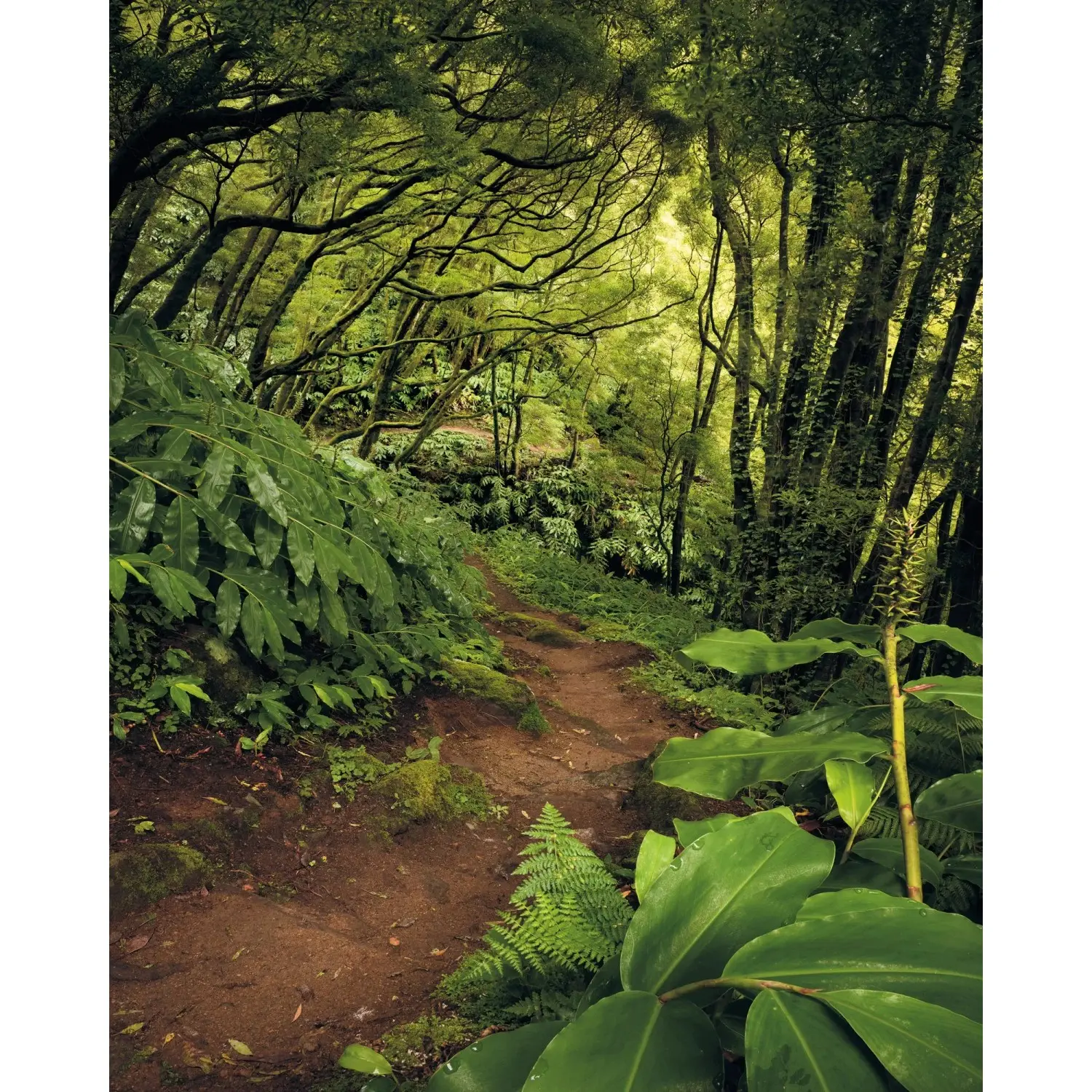Komar Vliesová fototapeta The Path 200 x 250 cm