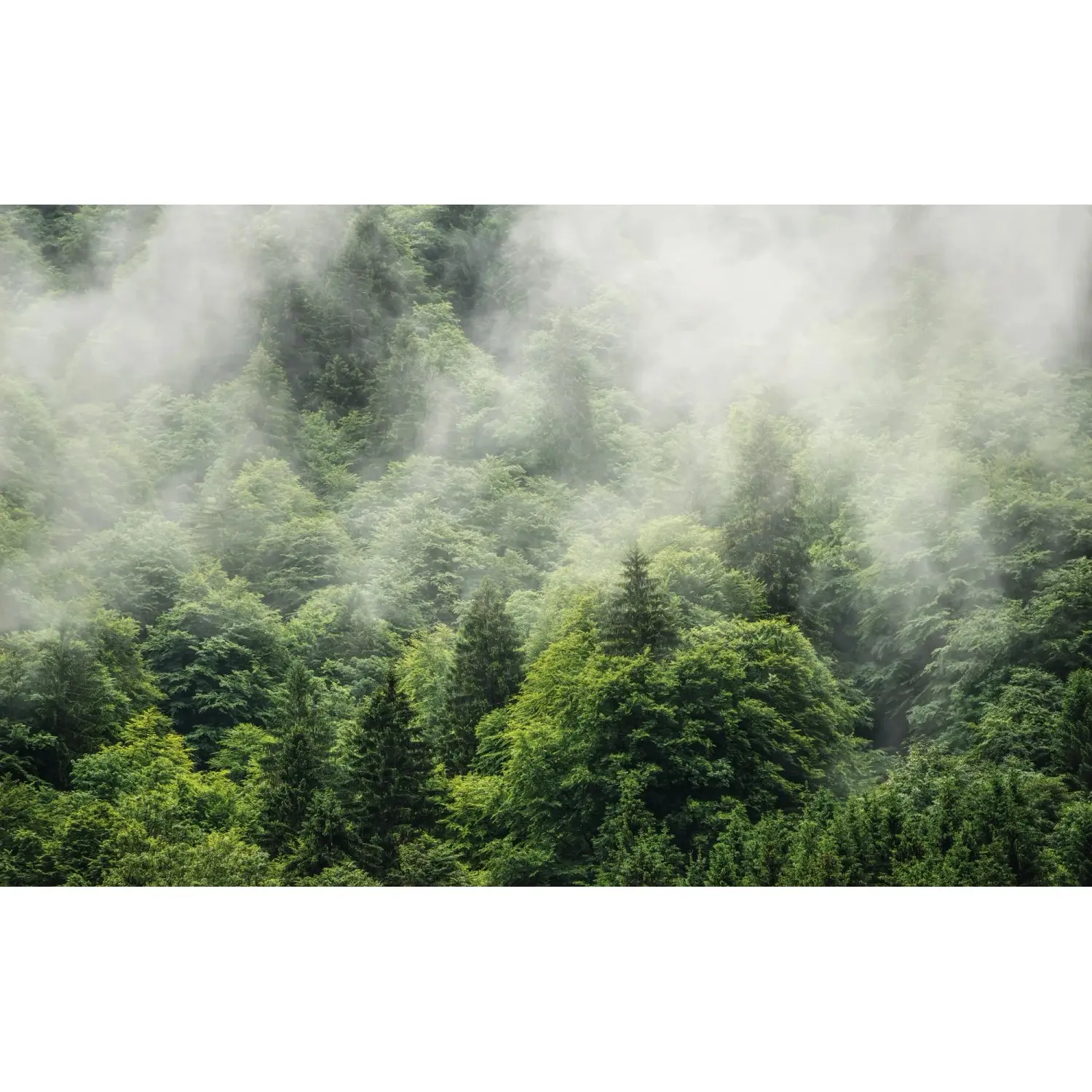 Komar Vliesová fototapeta Forest Land 400 x 250 cm