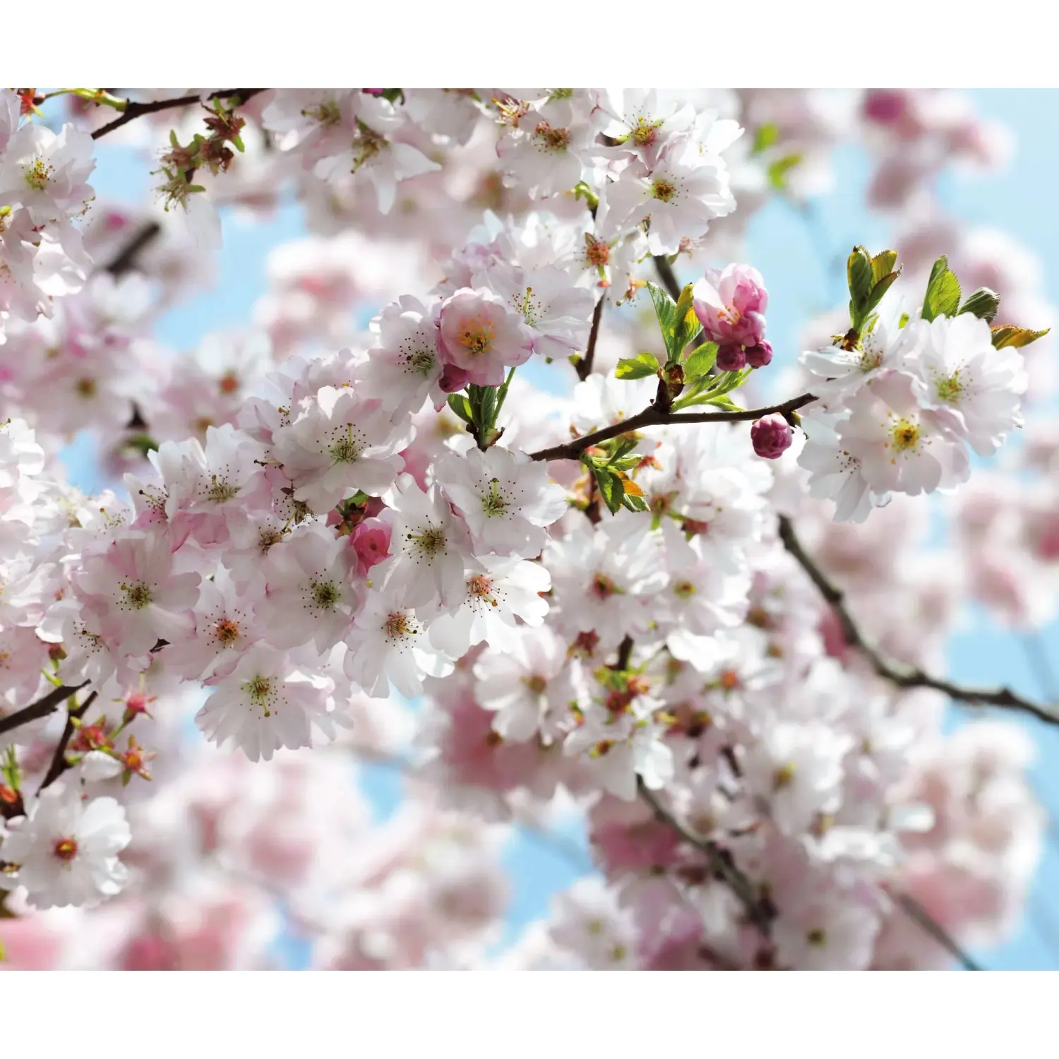Komar Vliesová fototapeta Spring 300 x 250 cm