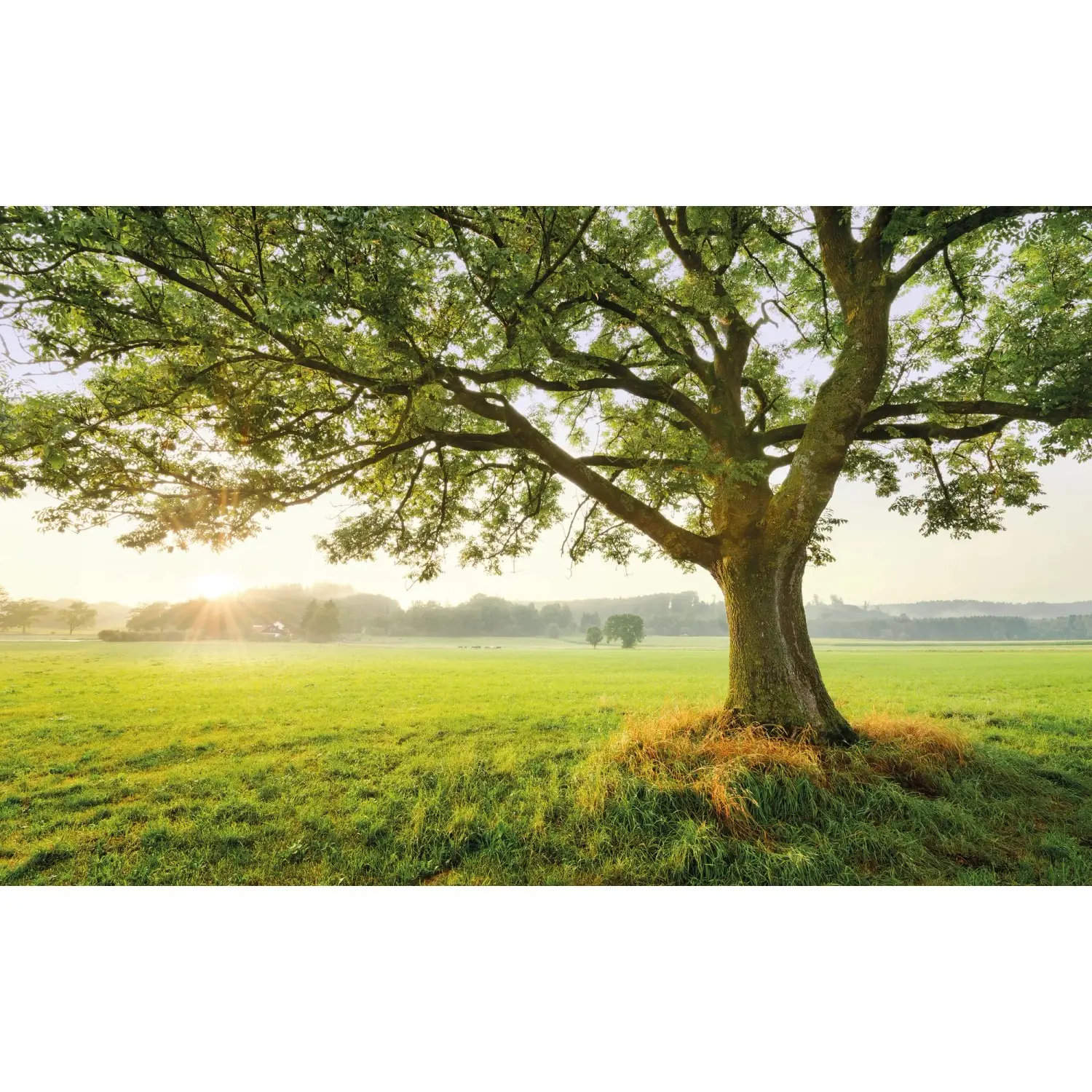 Komar Vliesová fototapeta The Magic Tree 450 x 280 cm