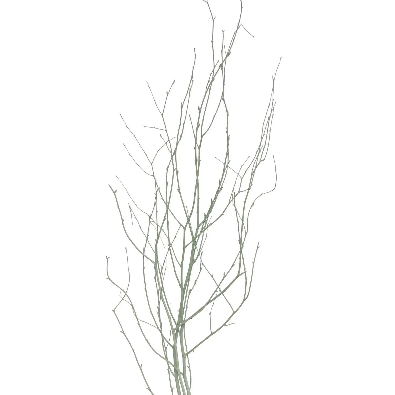 Star Home Decor Březové větvičky svazek Betula pastelově zelené 110cm