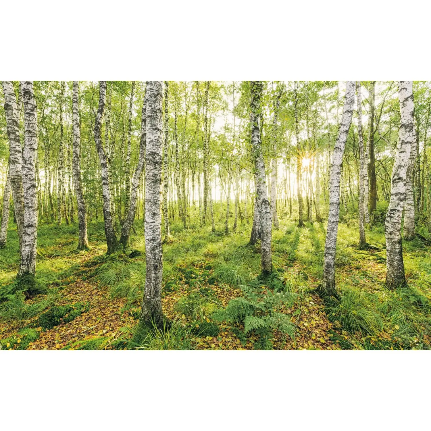 Komar Vliesová fototapeta Birch Trees 400 x 250 cm