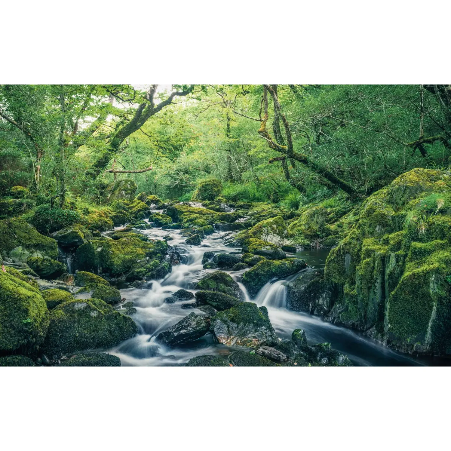 Komar Vliesová fototapeta Green Tales 400 x 250 cm