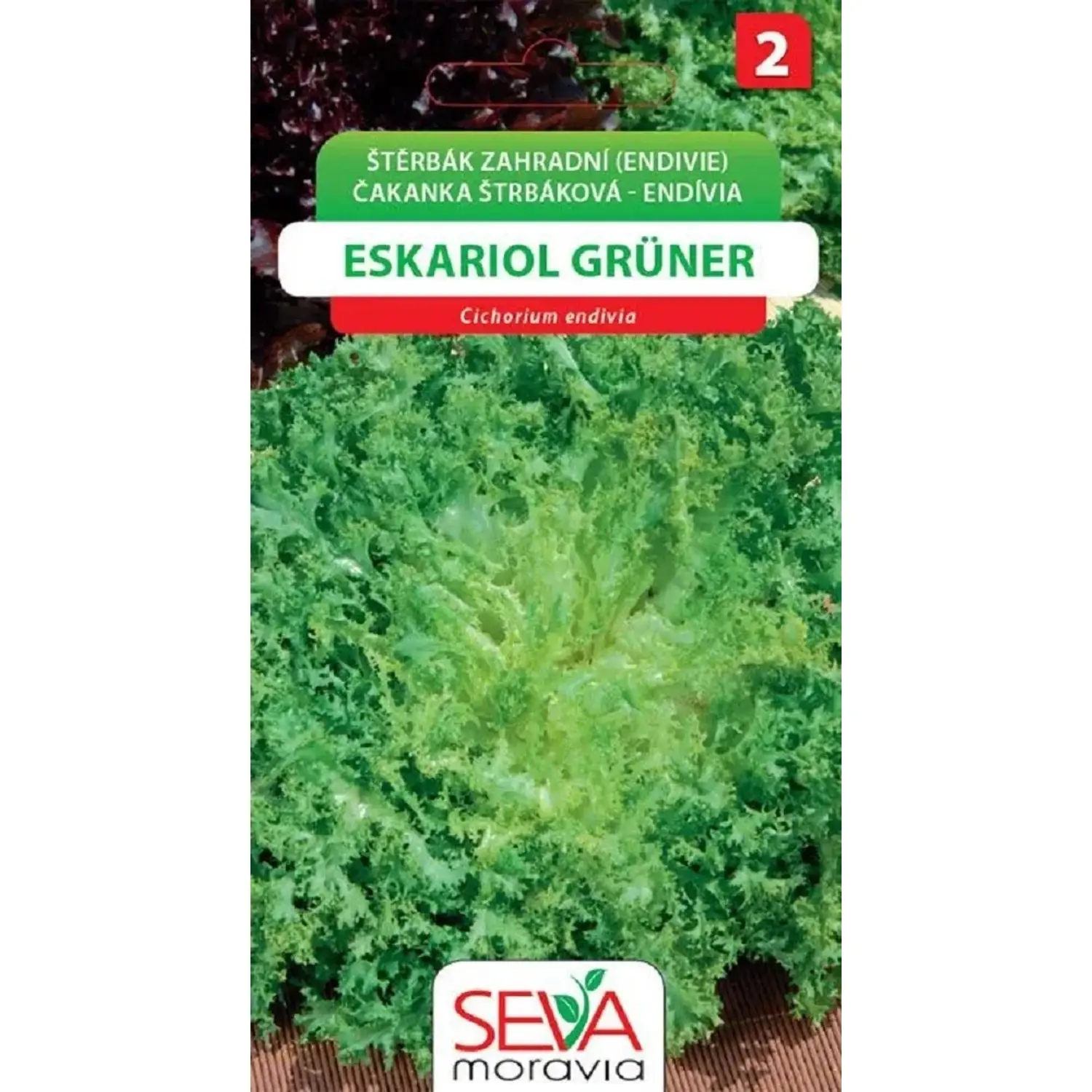 Štěrbák Zahradní - Eskariol Gruner (Cichorium endivia)