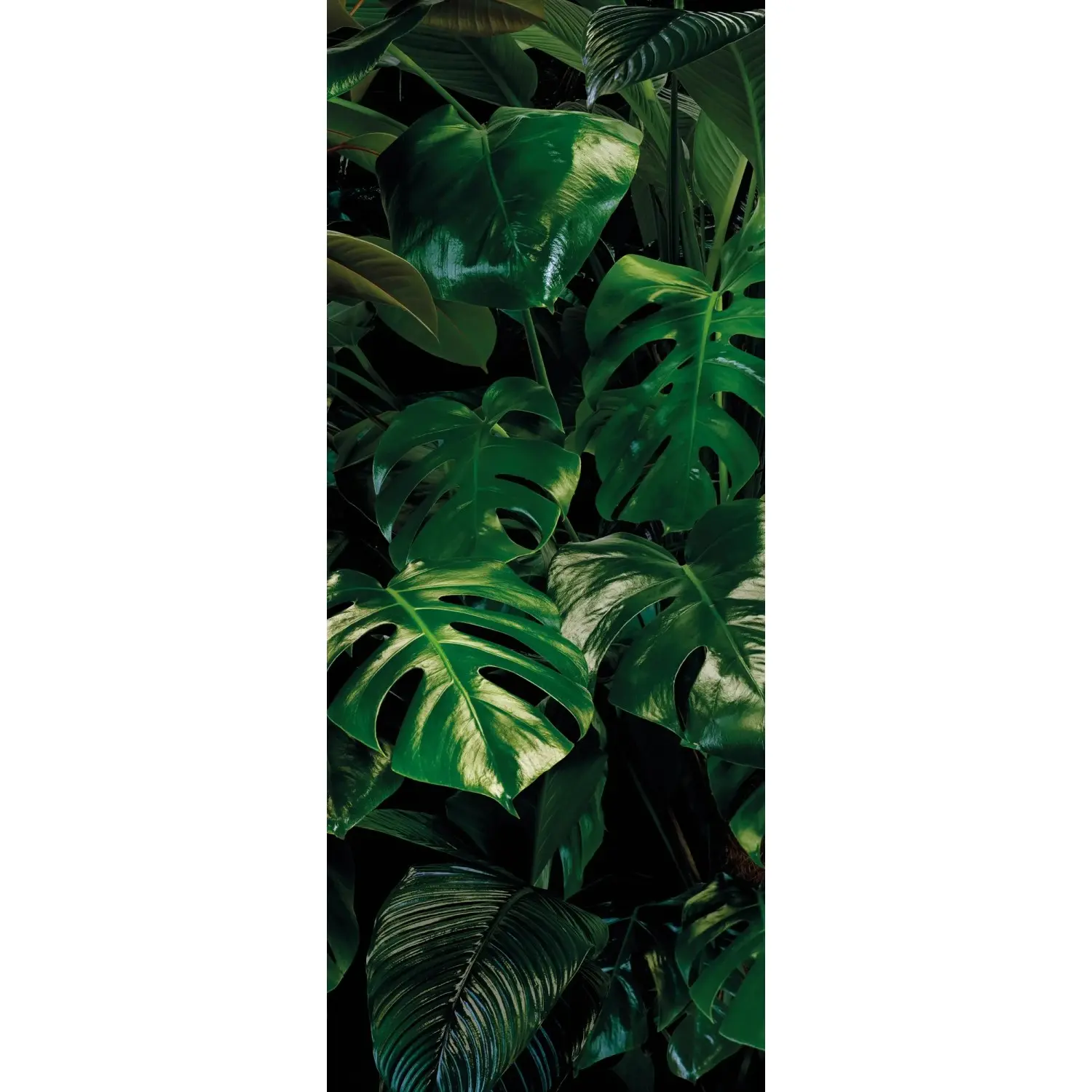Komar Vliesová fototapeta Tropical Wall 100 x 250 cm