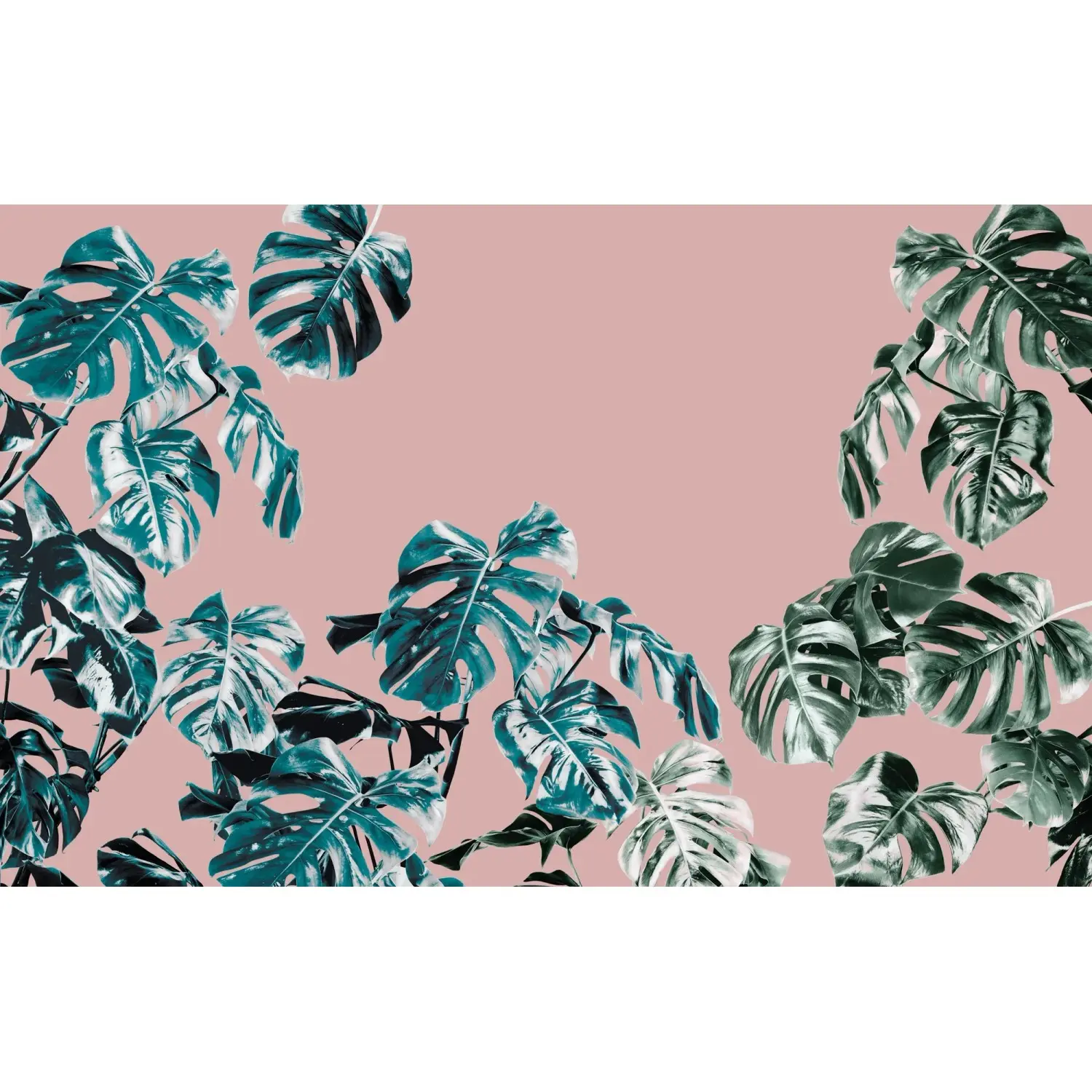 Komar Vliesová fototapeta Monstera Rosé 400 x 250 cm