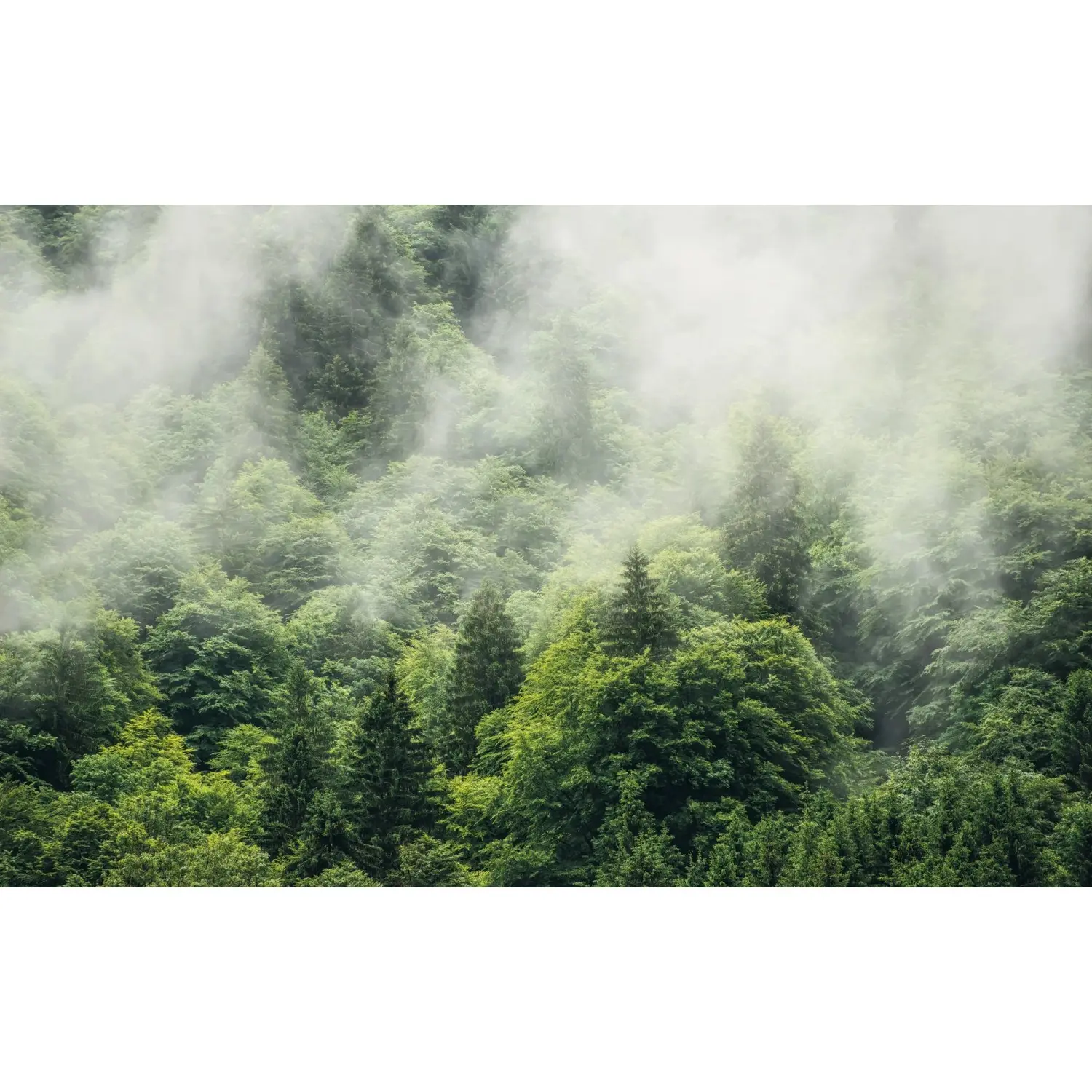 Komar Vliesová fototapeta Forest Land 400 x 250 cm