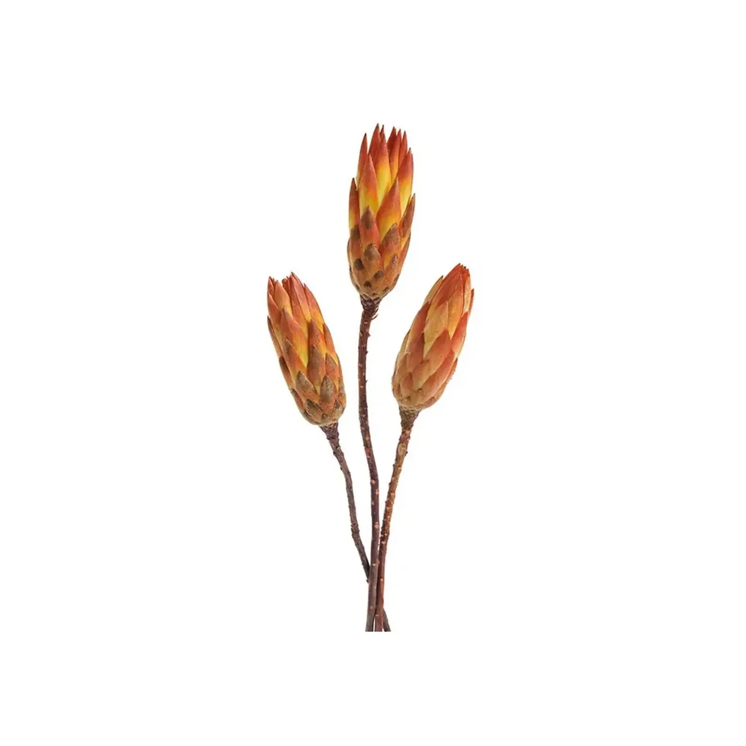NOHEL GARDEN Sušená dekorace PROTEA REPENS oranžová, 3 ks